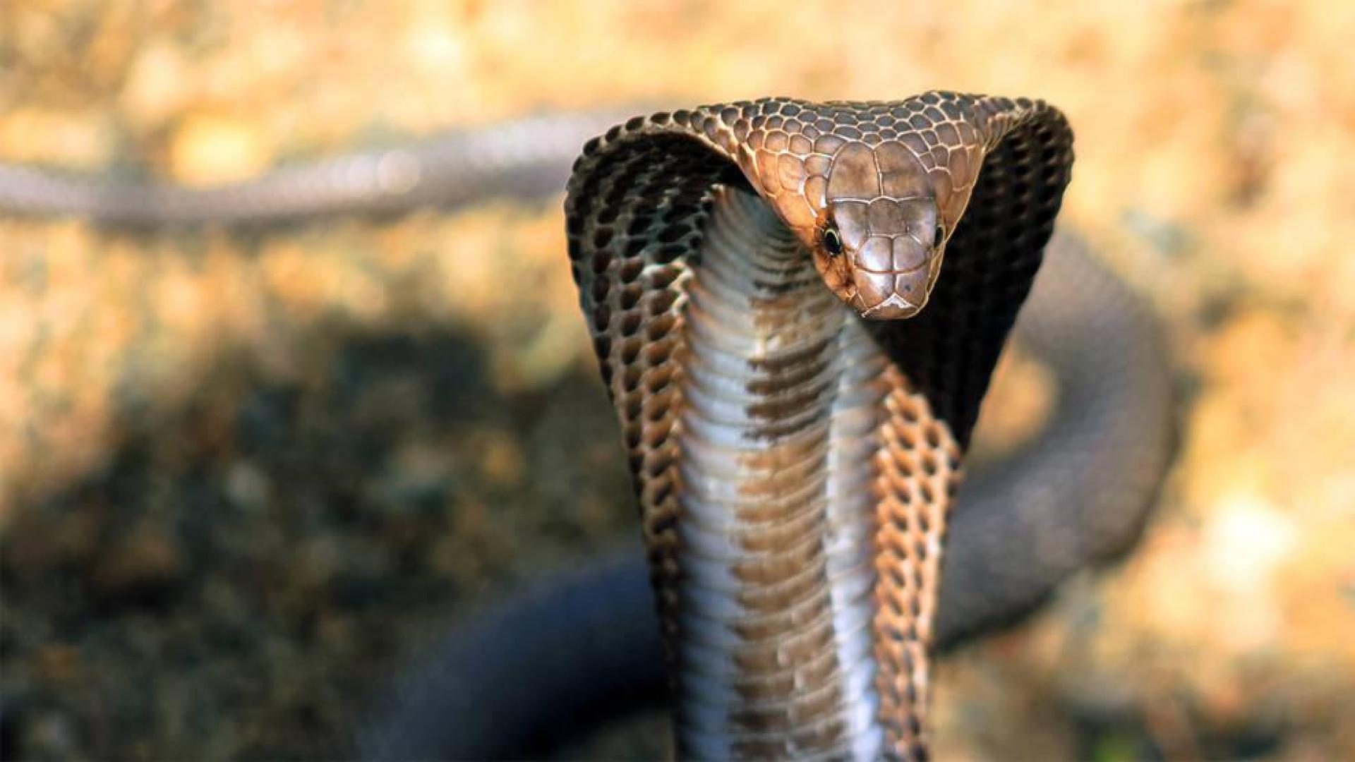 La fuga de cincuenta crías de cobra atemoriza a la ciudad china de Nankín