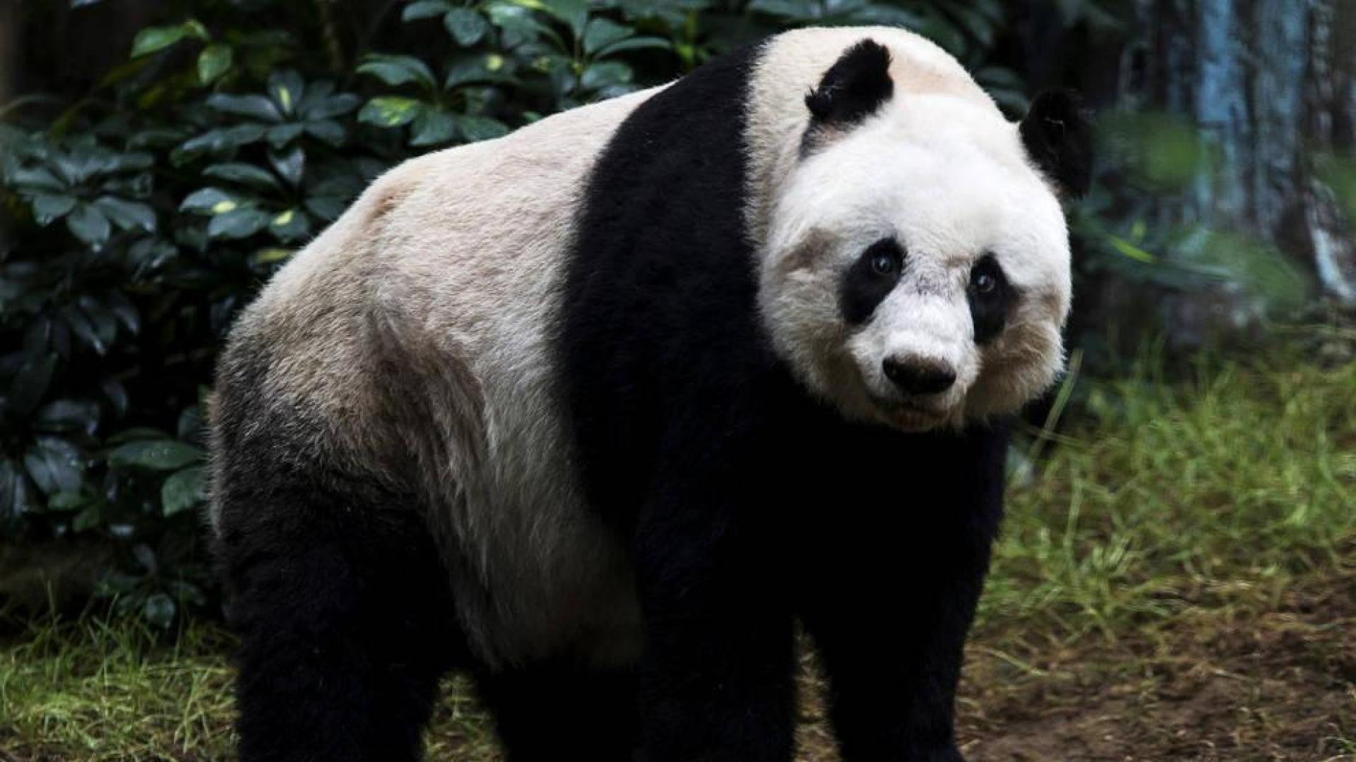 Muere en Hong Kong el oso panda más longevo del mundo