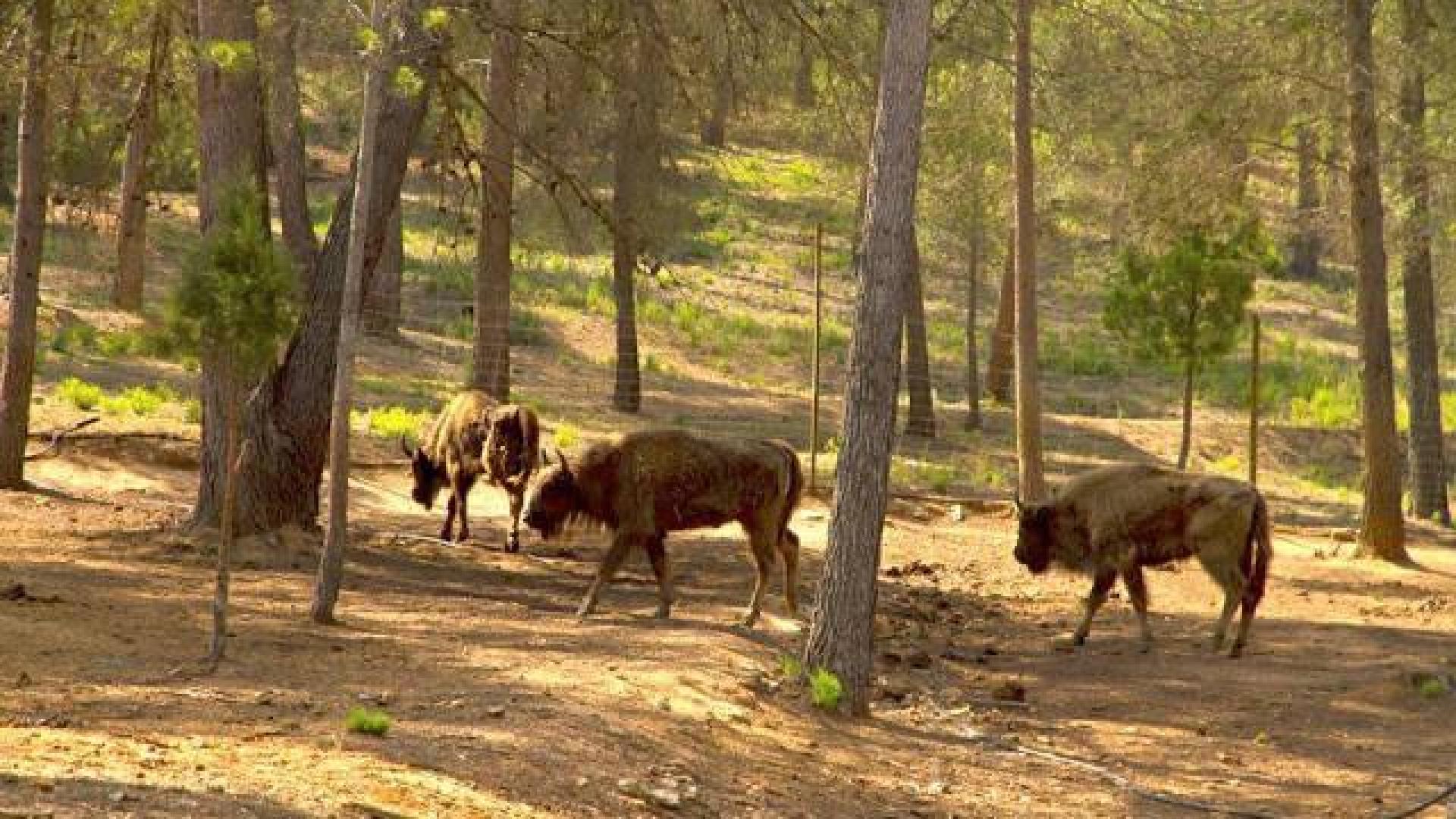 Hallan una bola que podría llevar veneno en la reserva valenciana de bisontes
