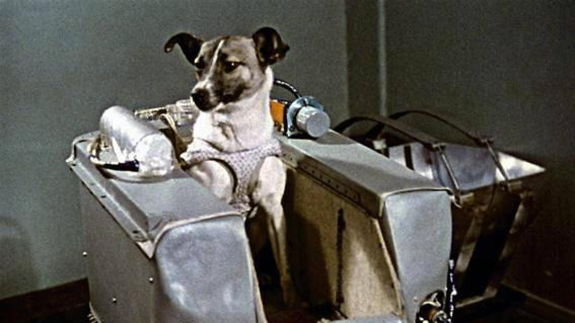 Se cumplen 59 años del viaje espacial de la perra Laika