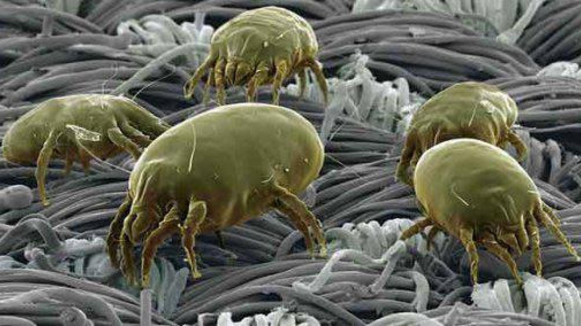 Seis mitos de la alergia a los ácaros