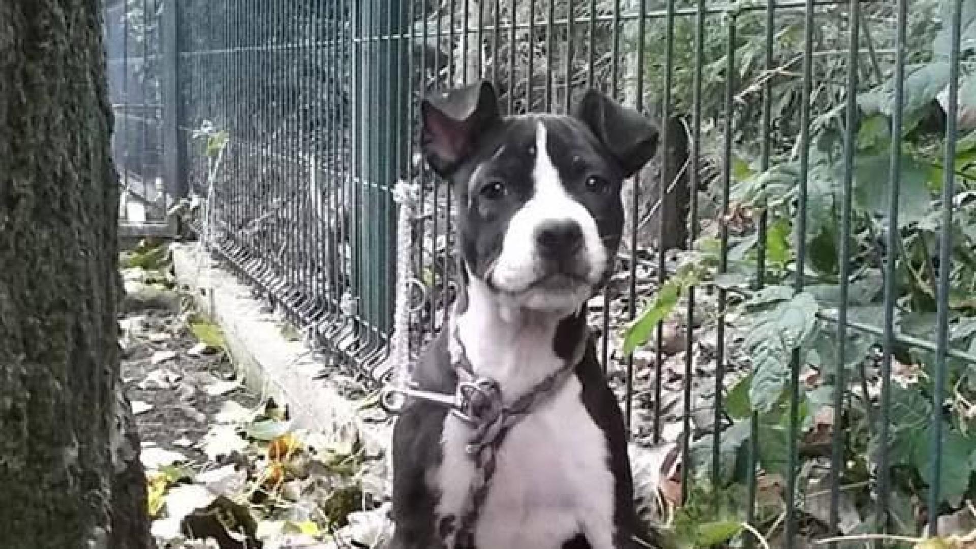 26 perros esperan ser adoptados en el Centro de Atención a Animales del Ayuntamiento