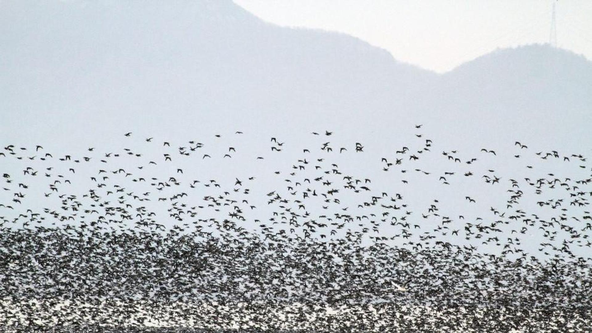 Un grupo de aves migratorias en Corea del Sur.