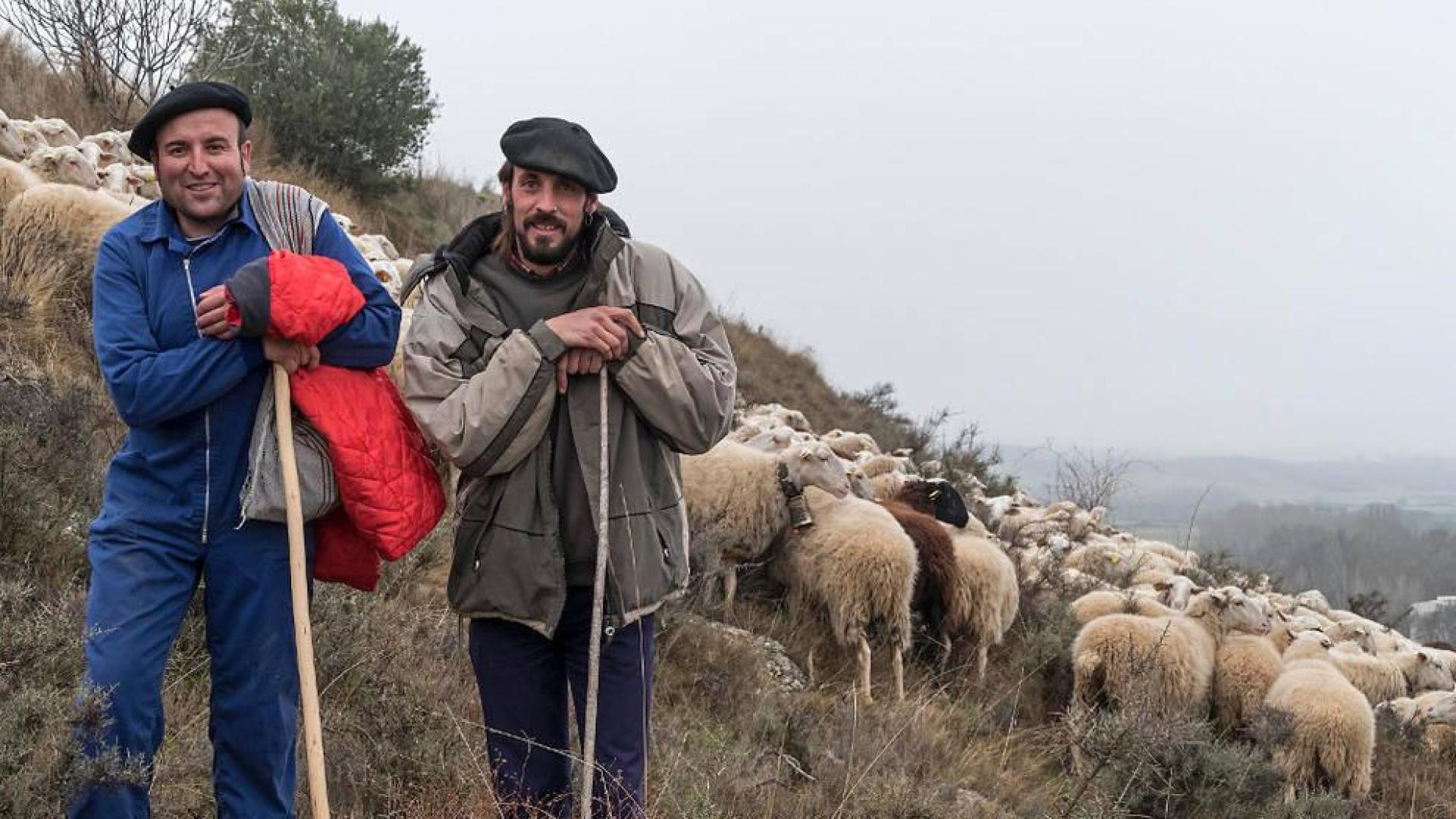 Pastores navarros trabajan juntos para promocionar la carne de cordero