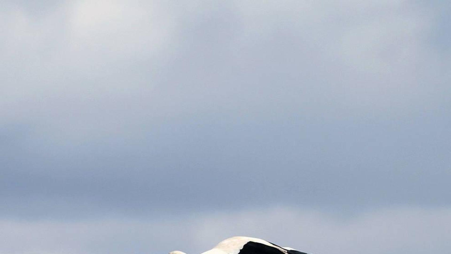 La cigüeña blanca levanta el vuelo