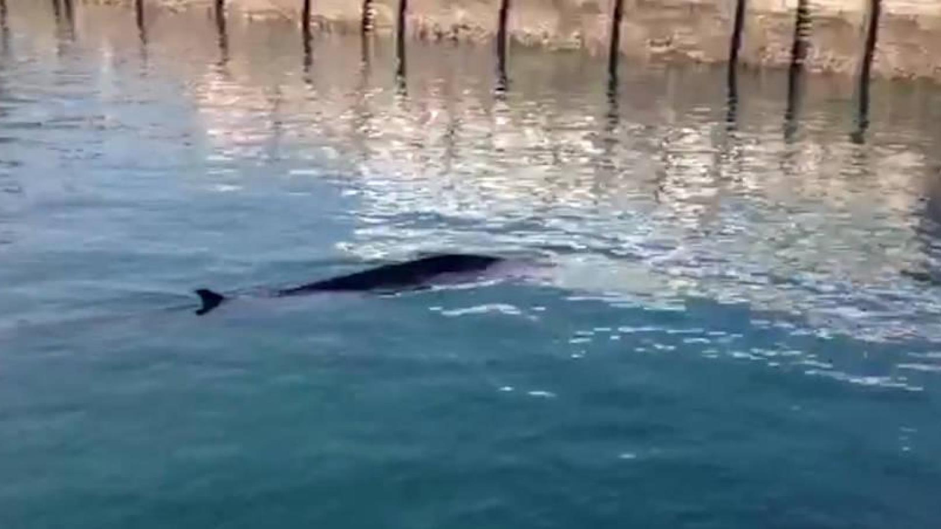 Avistada una ballena en el puerto de Getaria