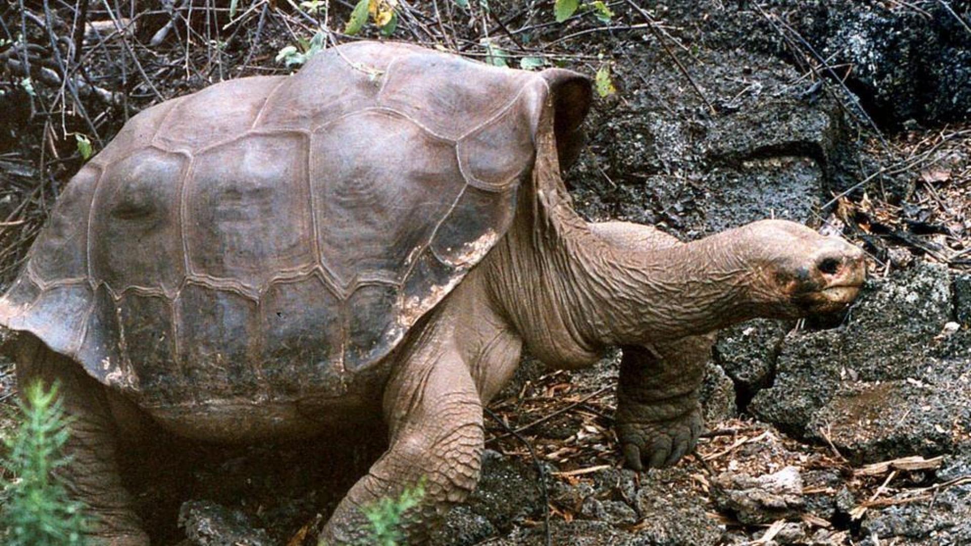 Muere en Gal&aacute;pagos la &uacute;ltima tortuga gigante