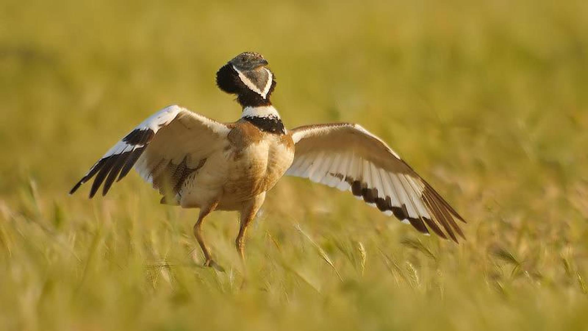 El sisón común, una especie muy amenazada, elegida Ave del Año 2017
