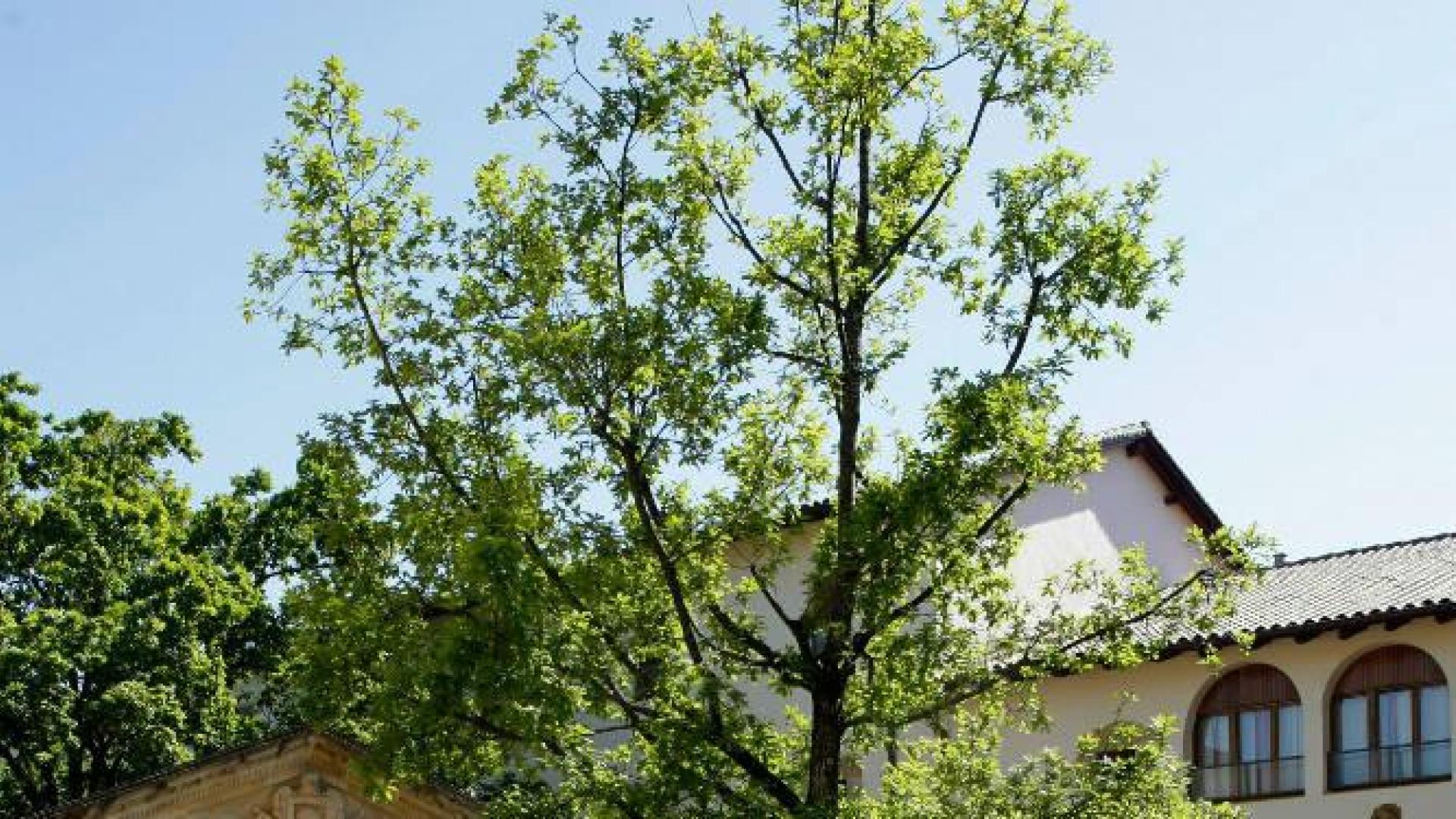 El árbol de Gernika se ha secado y será sustituido en febrero