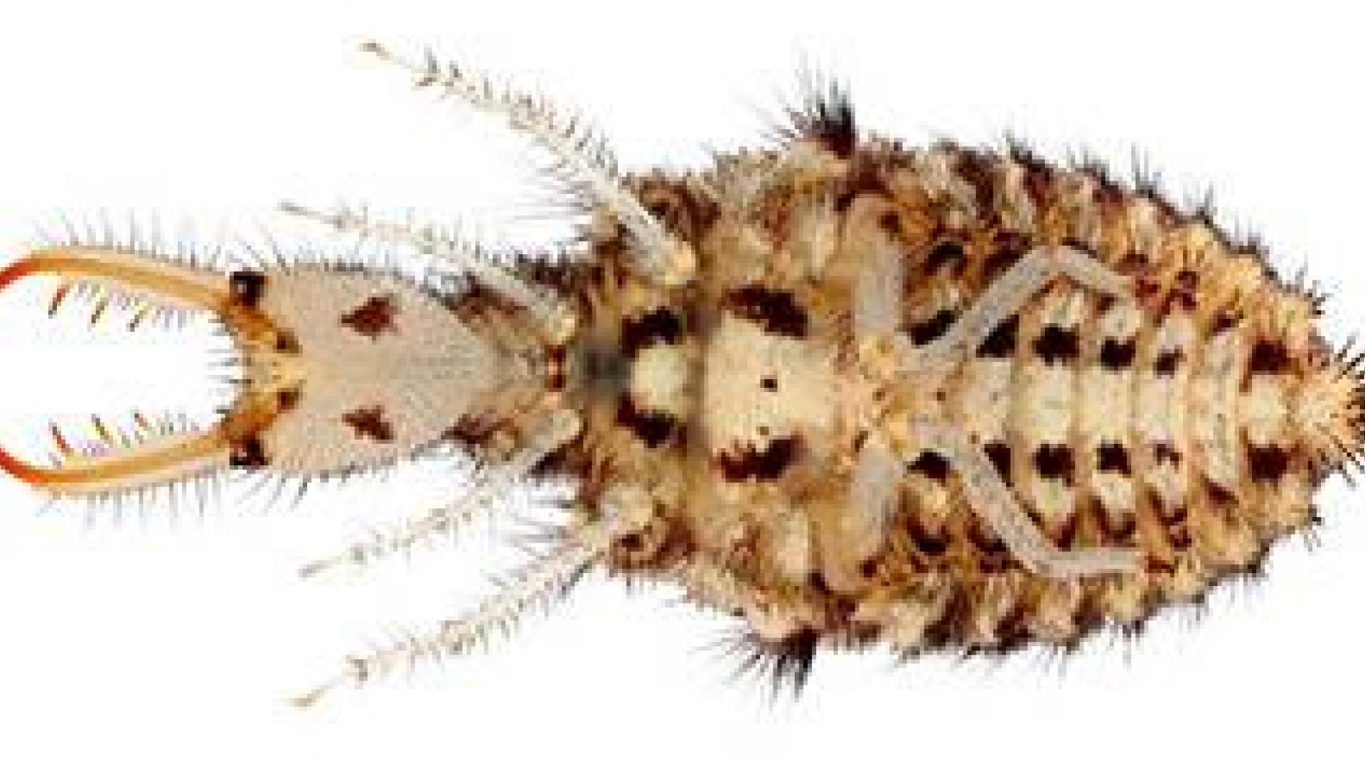 Descubren una nueva especie de hormiga león al sur de la península ibérica