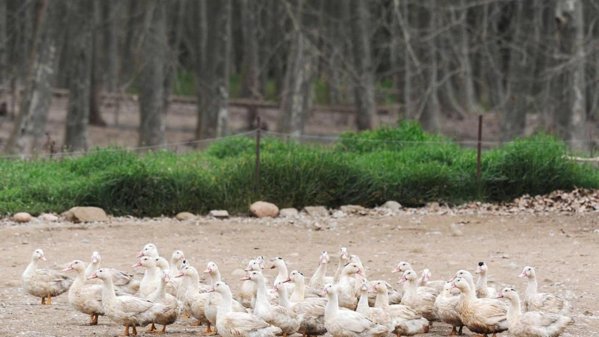Sacrifican en Cataluña más de 17.000 patos de una granja por la gripe aviar
