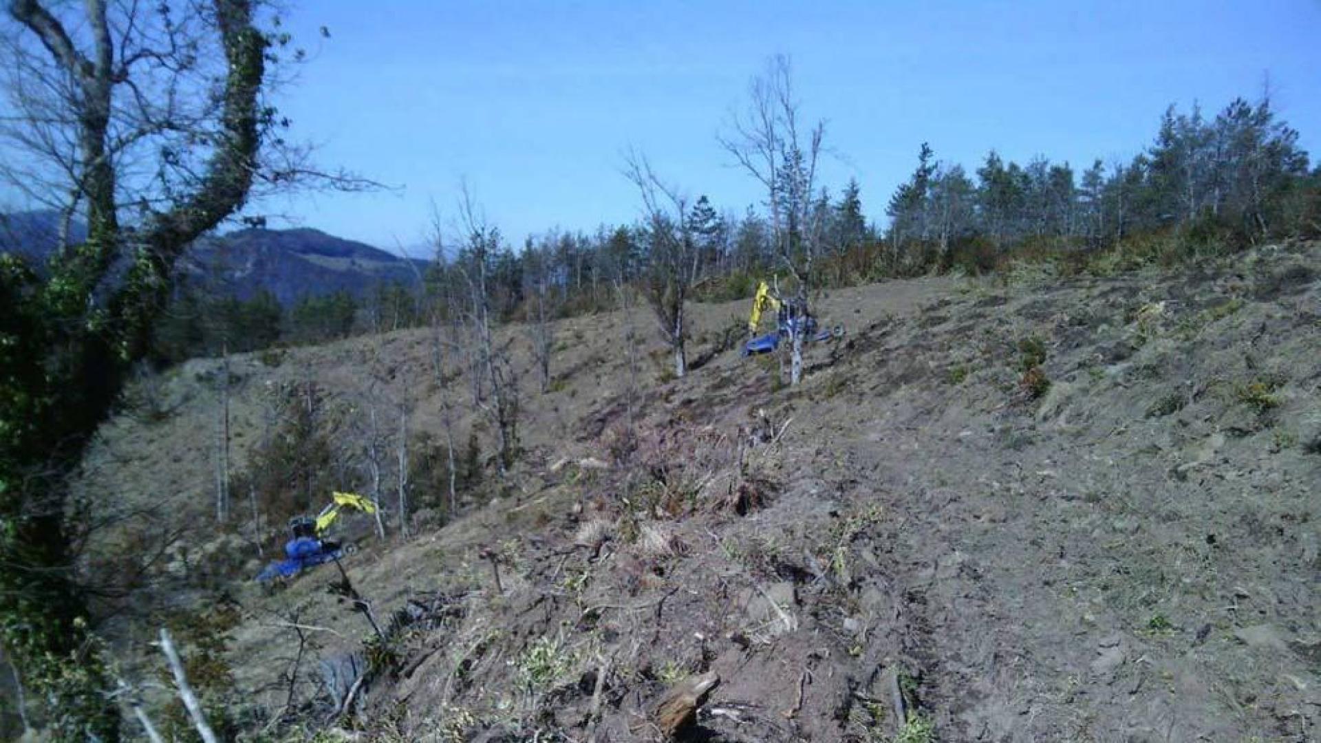 Ayuda internacional para reforestaciones en el Pirineo