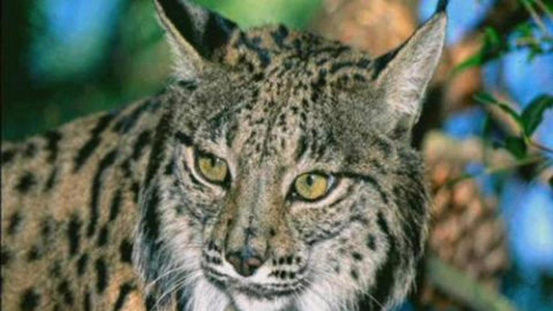 Espa&ntilde;a  libera ocho ejemplares de lince en Portugal