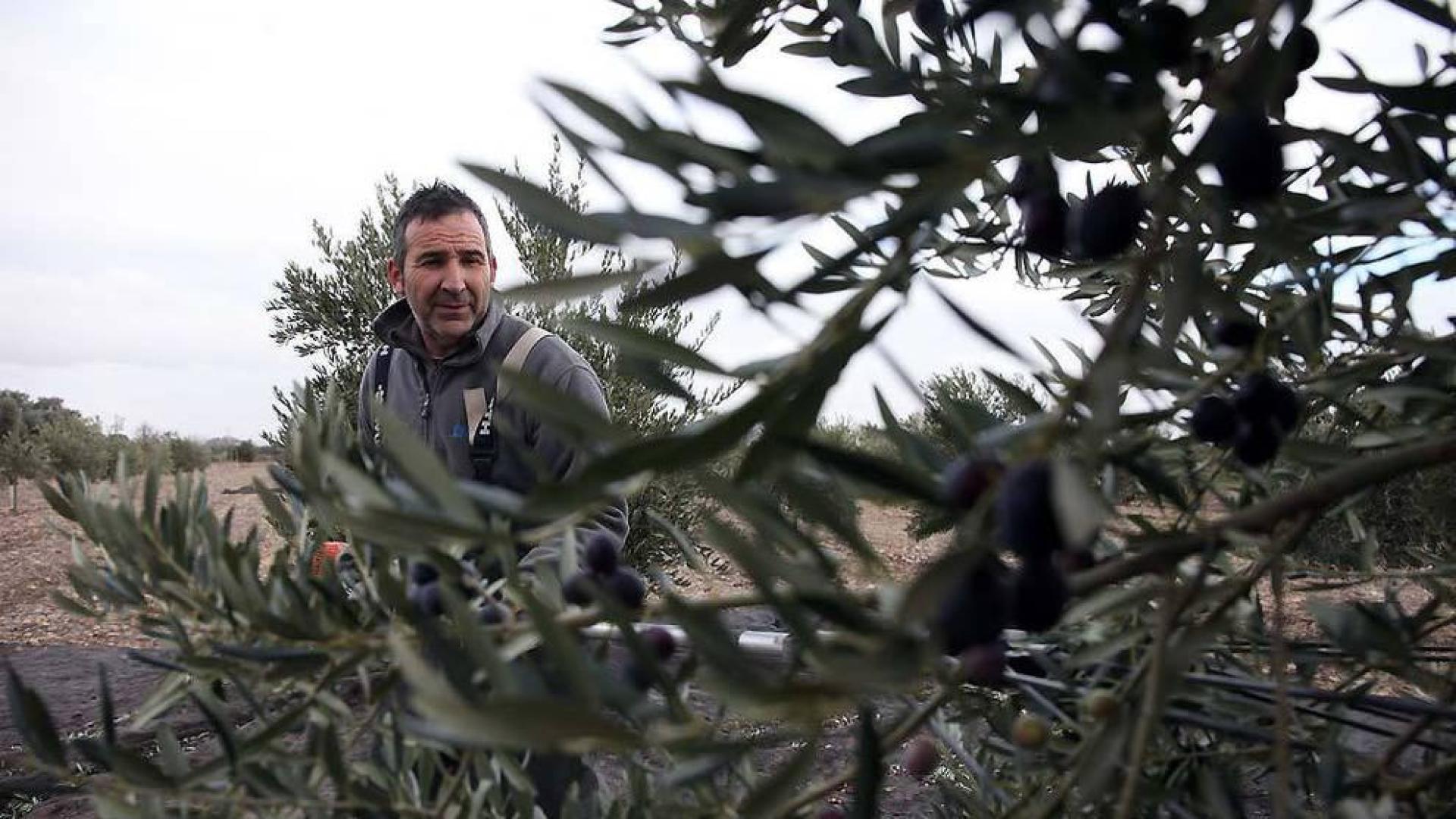 La producción de aceite baja en la Ribera un 46% tras una campaña récord
