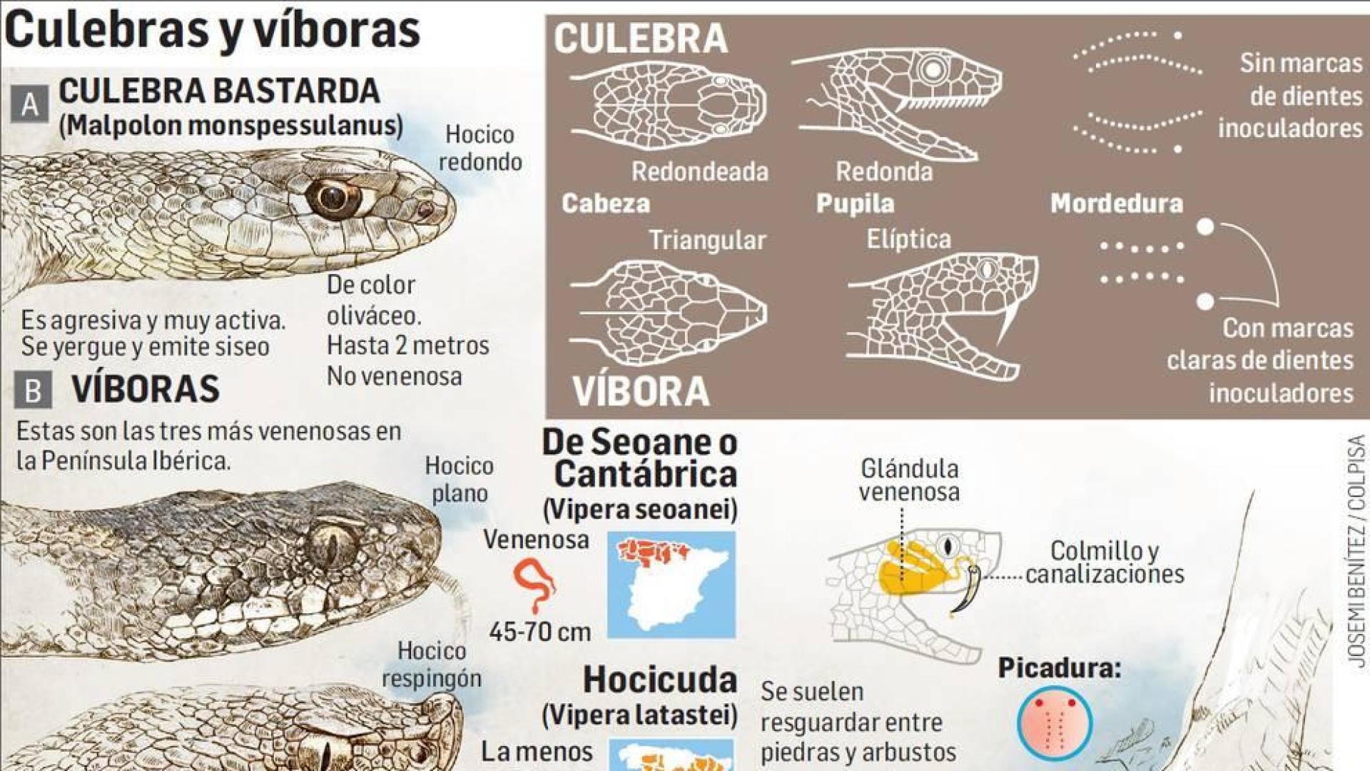 Gráfico de las diferencias entre culebras y víboras