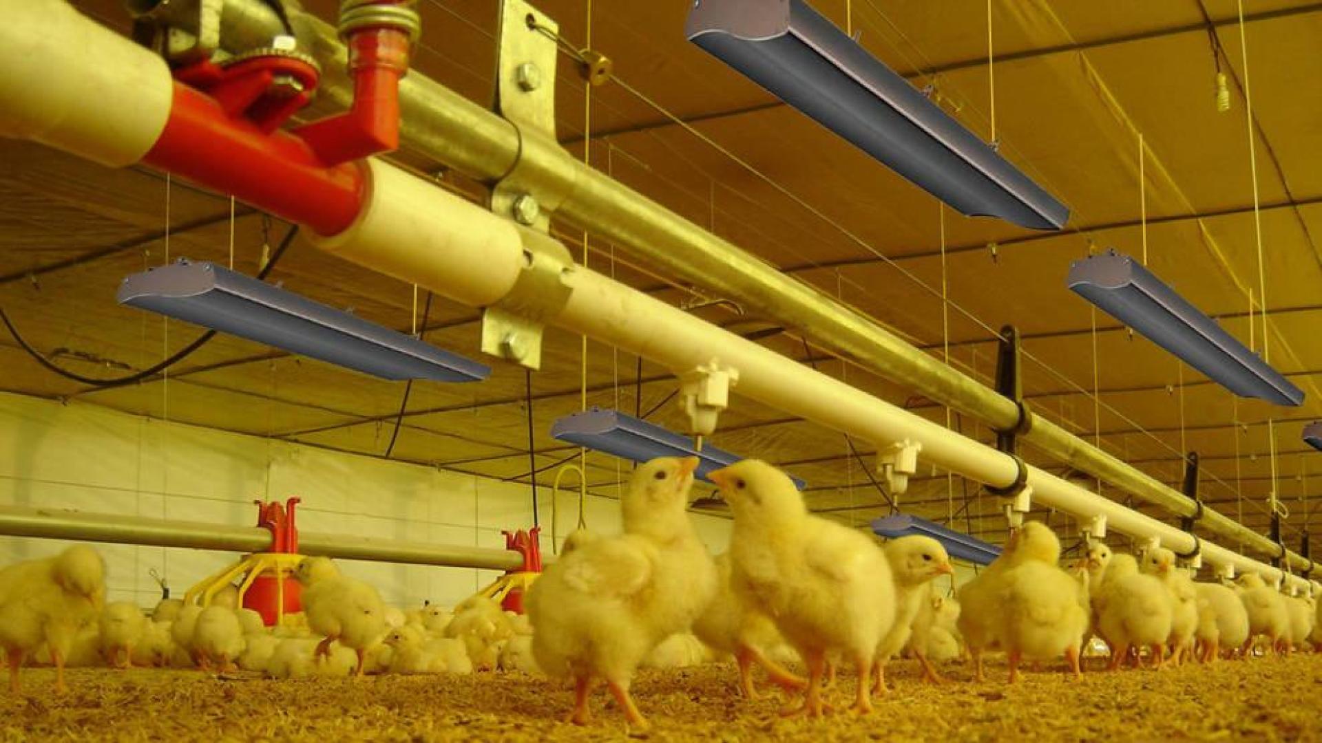Avir, climatización y eficiencia para explotaciones avícolas