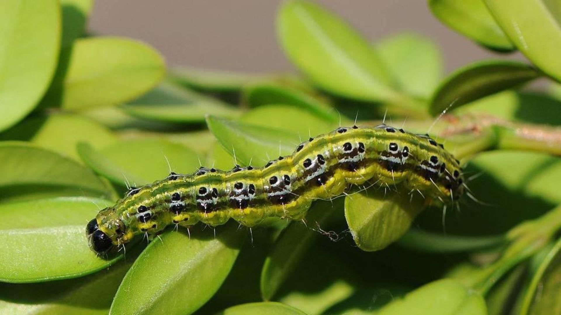 Un ejemplar de oruga asiática, en su fase de larva de mariposa o polilla del boj.