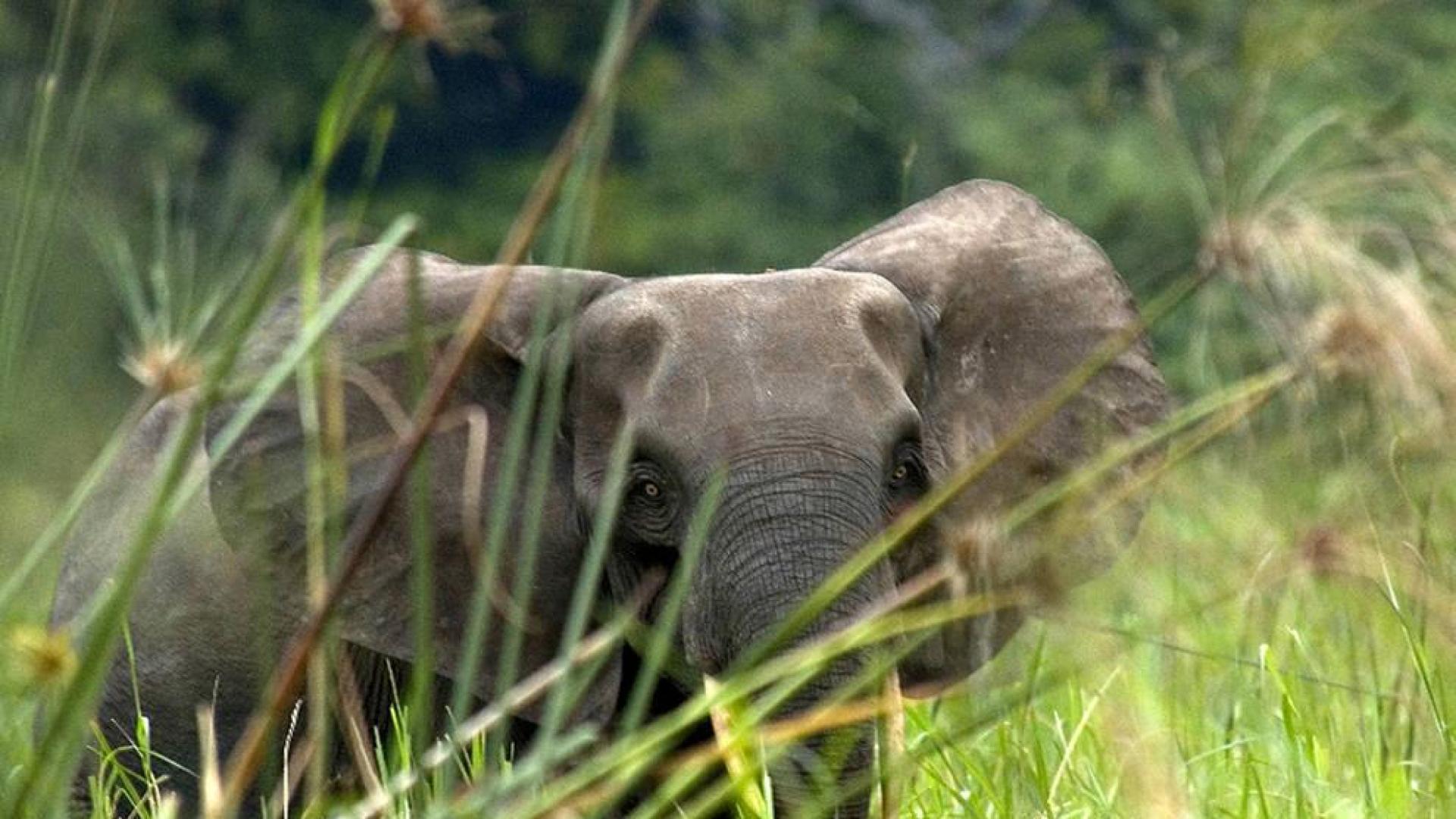 Muere un cazador profesional sudafricano aplastado por un elefante
