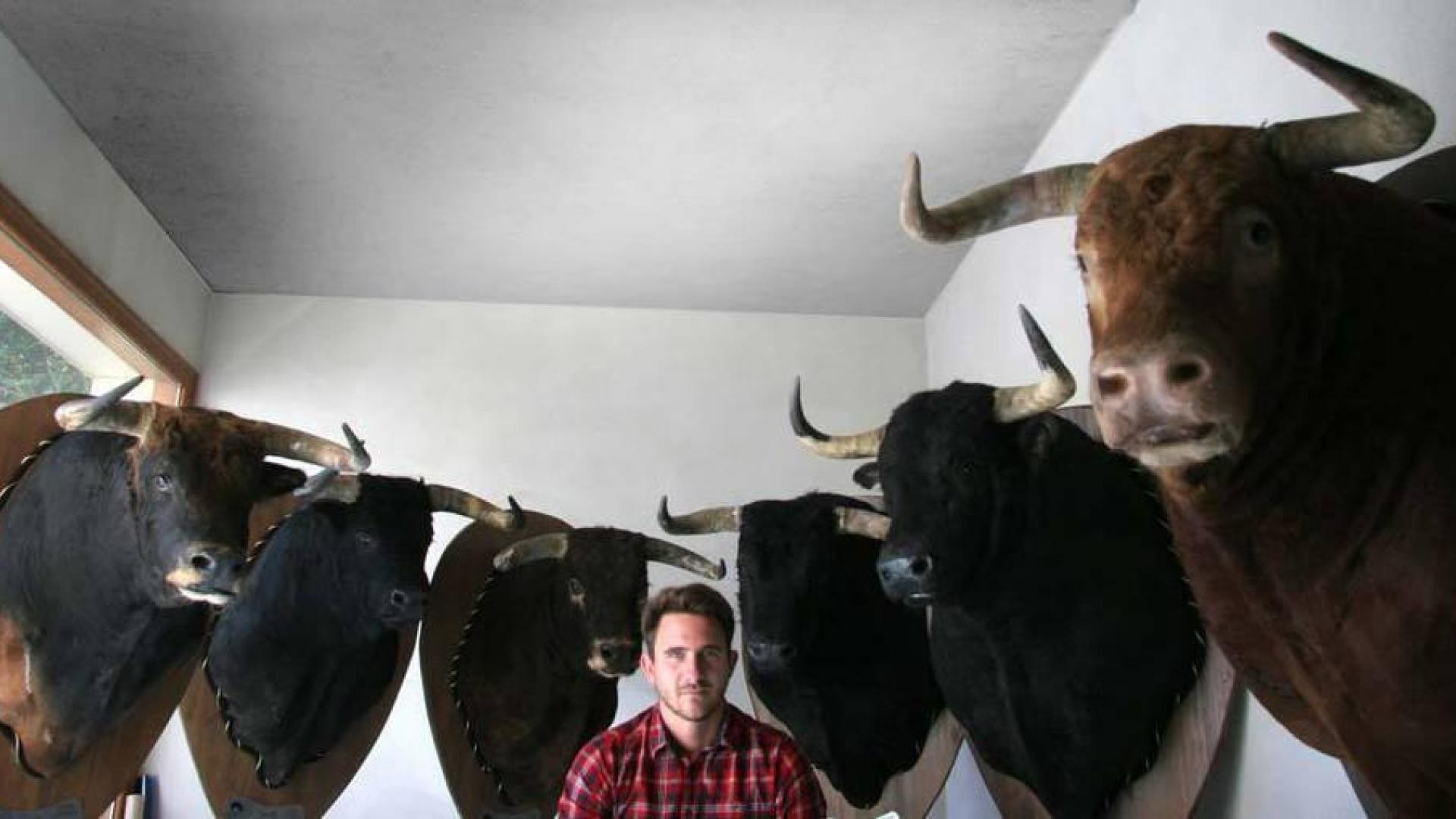 Un taxidermista navarro pone a la venta 6 cabezas de toro en tributo a Víctor Barrio