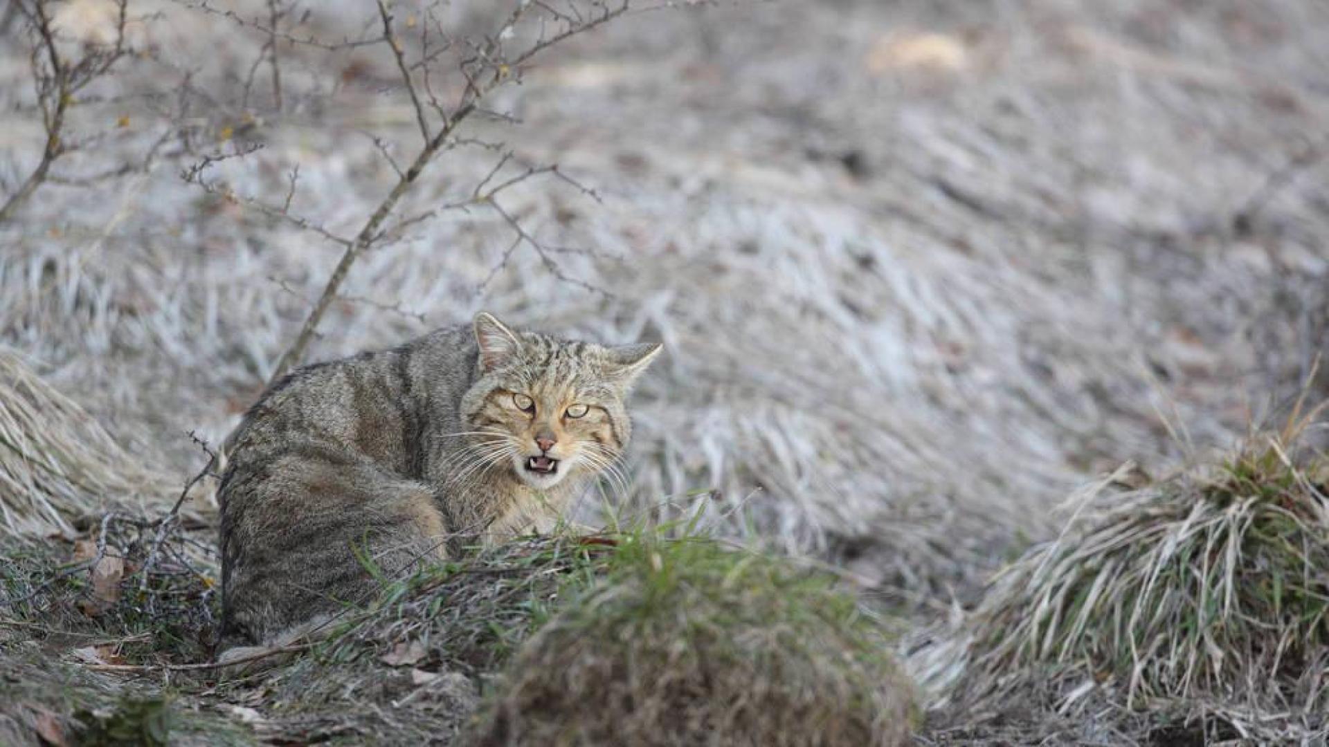 Imagen de un gato montés captada en Isaba, y motivo de interés turístico.
