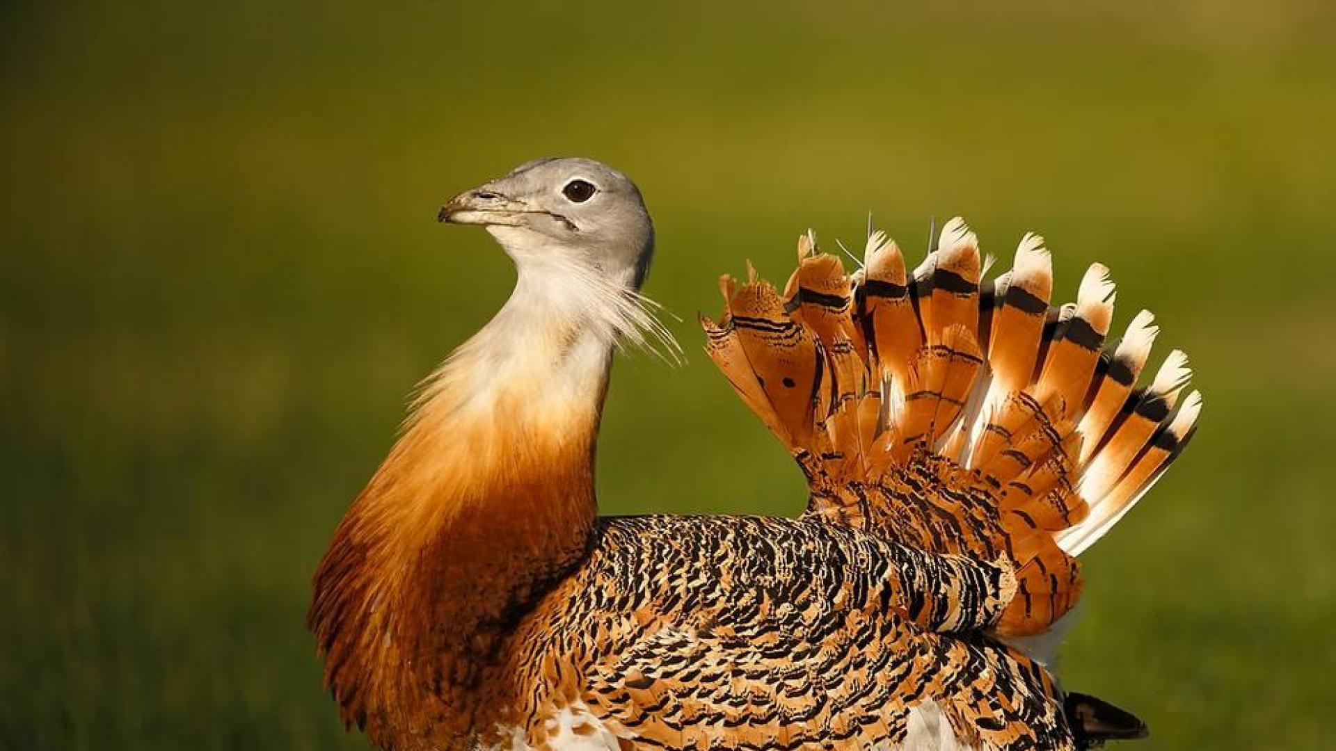 Logran criar avutardas en cautividad en un centro de Cáceres