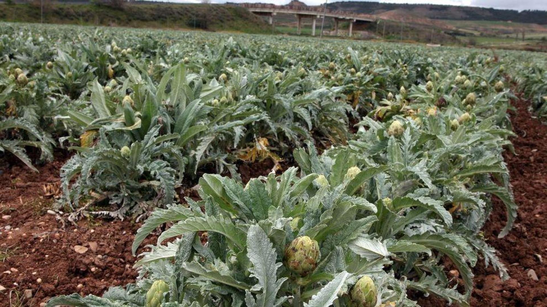 La 'Alcachofa de Tudela' duplicará este año su producción