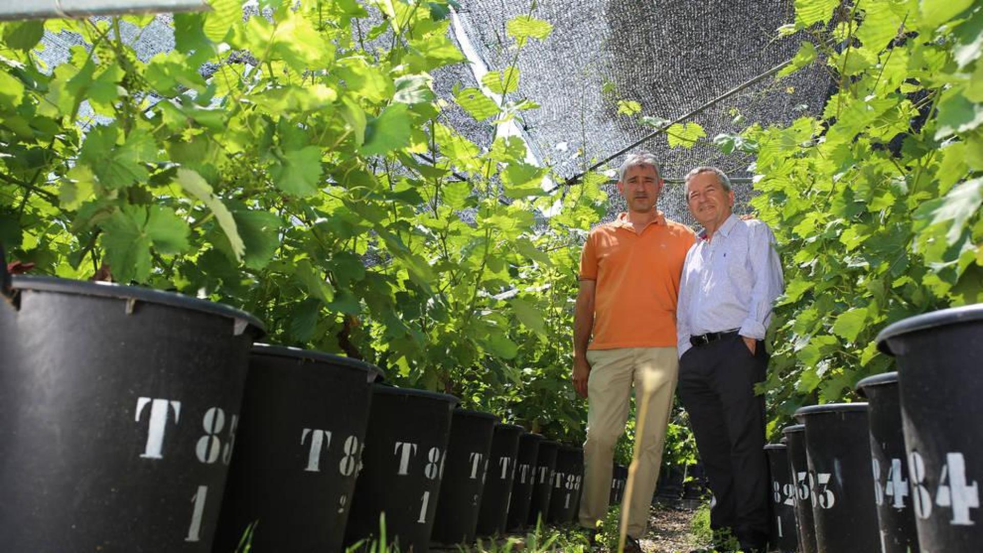 Viejas vides para vinos futuros