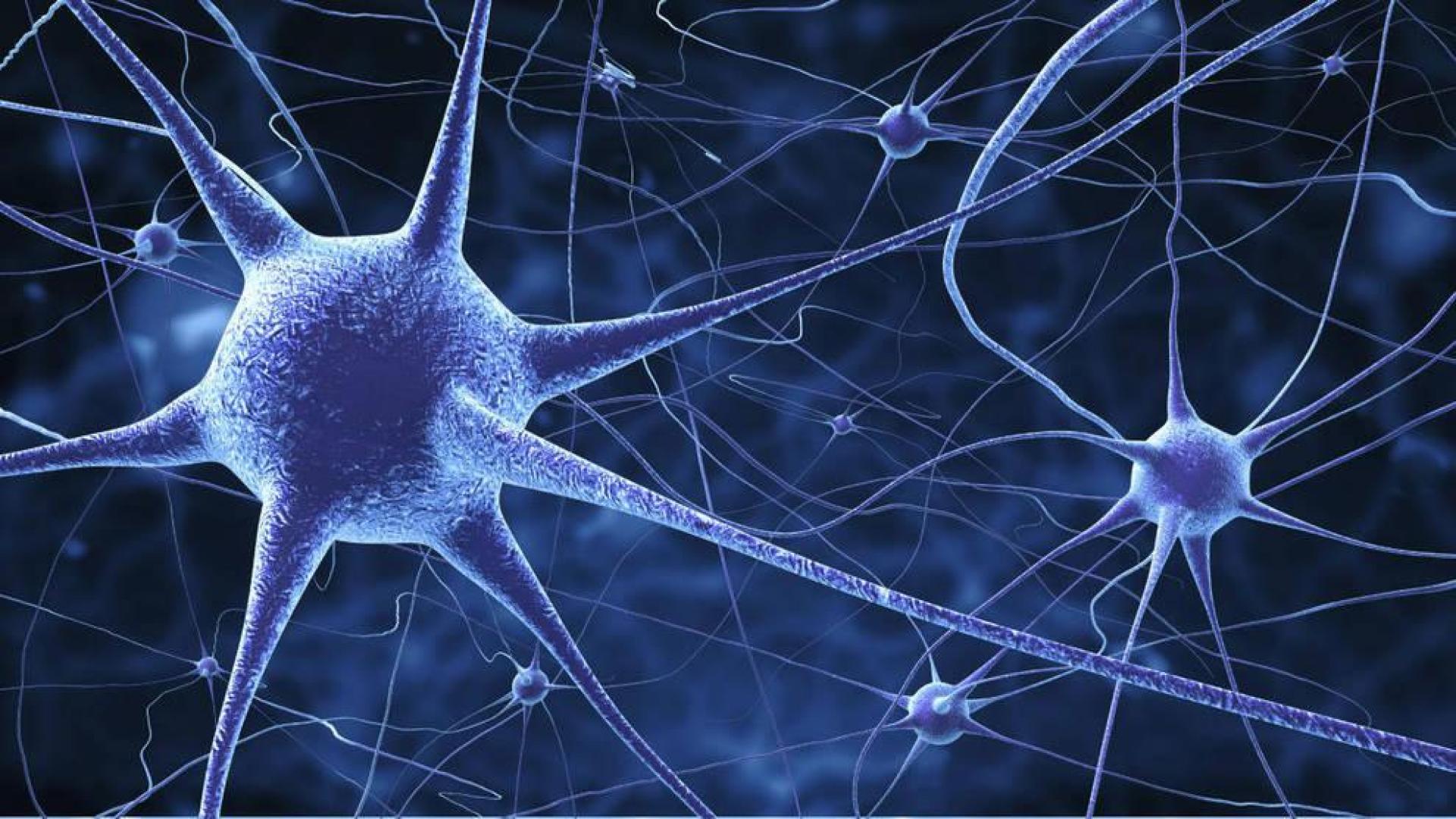 Un navarro en el mayor almacén de neuronas del mundo