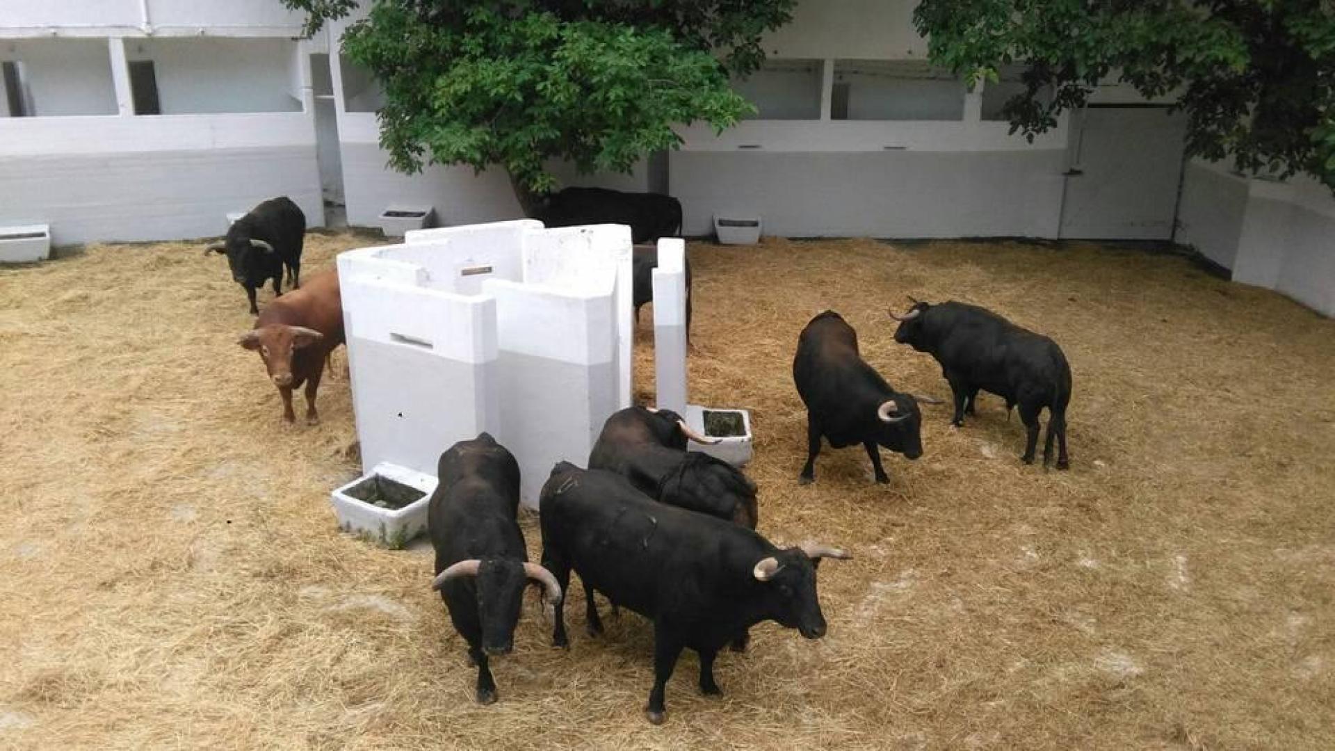 Desembarcados en la Plaza de Toros los novillos que serán lidiados el día 5