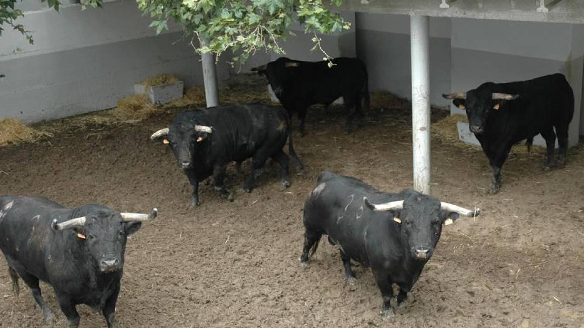 Desembarcan en la Plaza de Toros las reses que serán lidiadas el día 6
