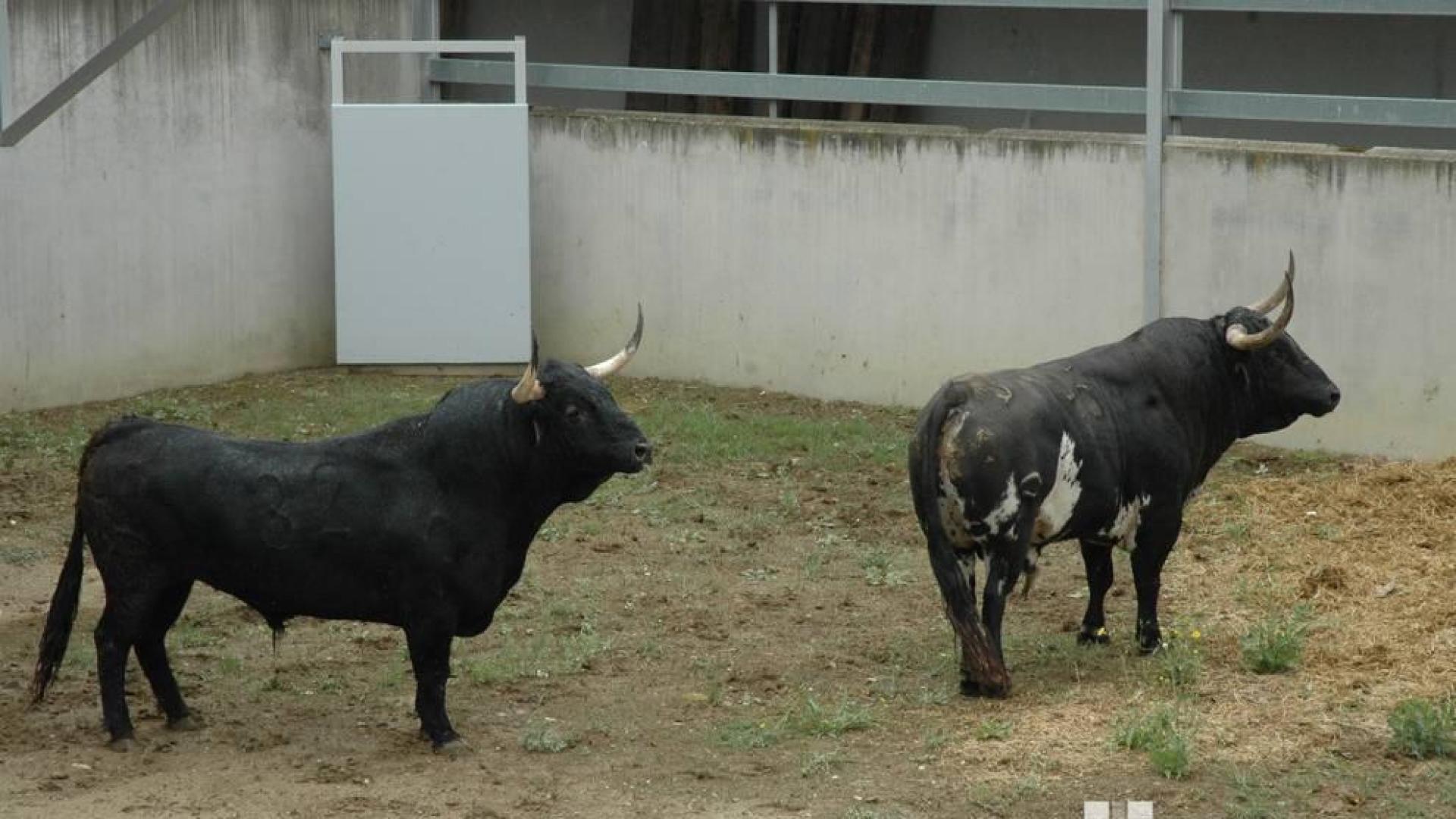 Dos Cebada Gago, en los corrales del Gas.