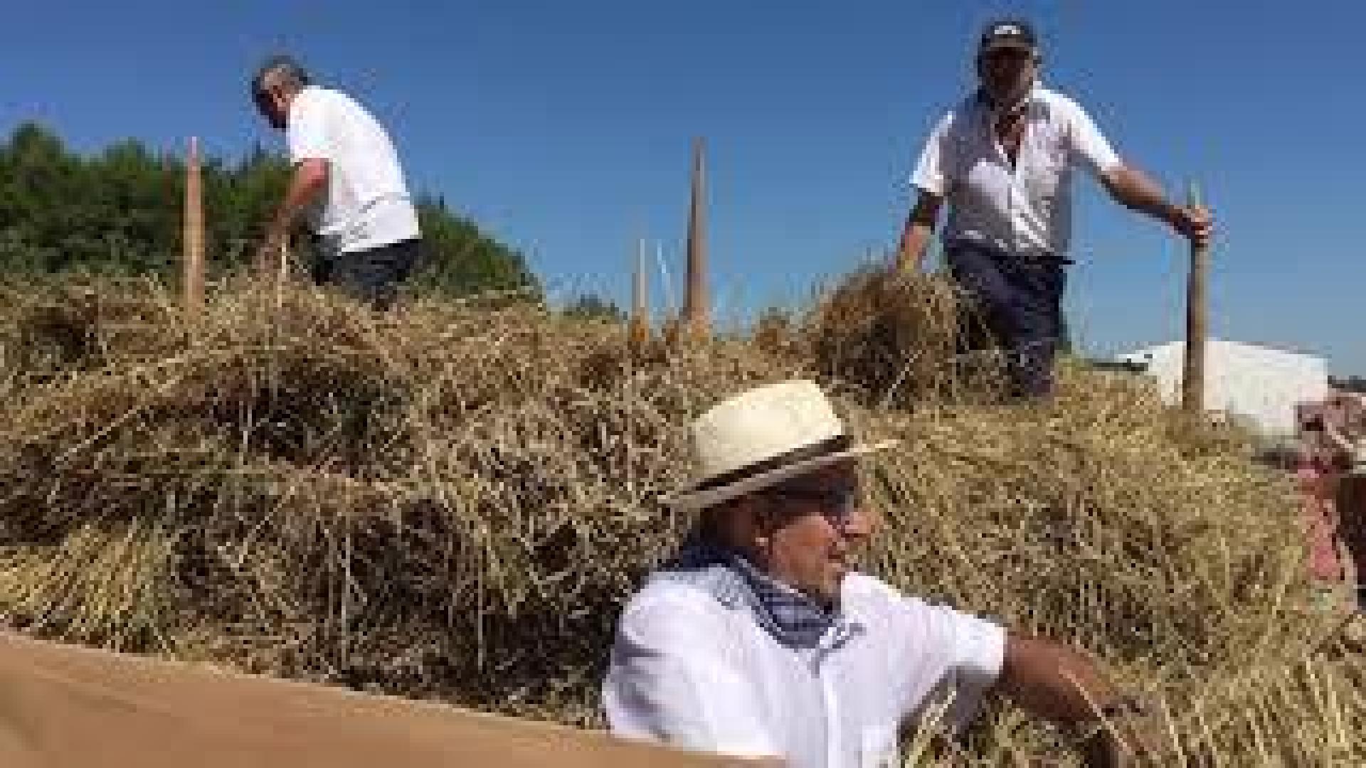Separando grano de la paja en Miranda de Arga