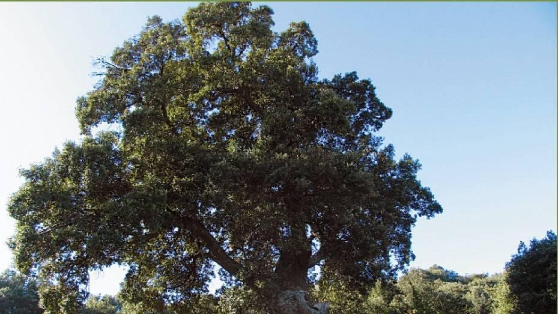 El original Encino de las Tres Patas