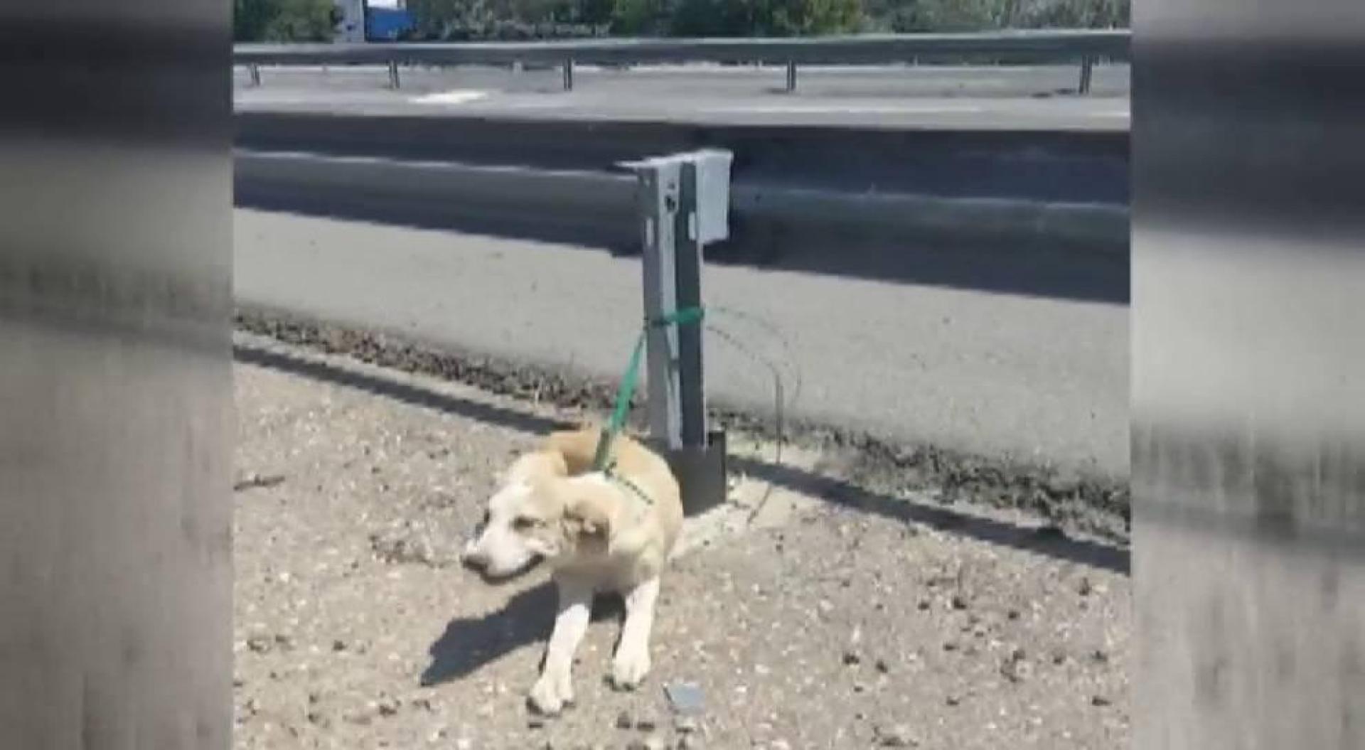 Abandonan en Córdoba a un perro atado a un guardarraíl