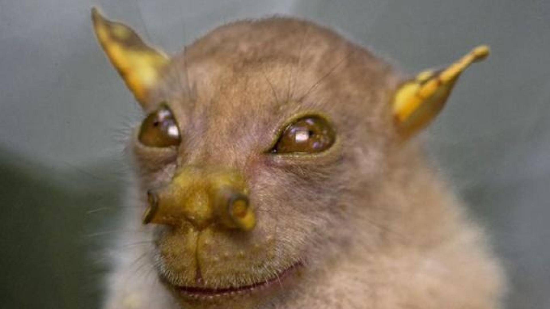 El murciélago 'Yoda'.