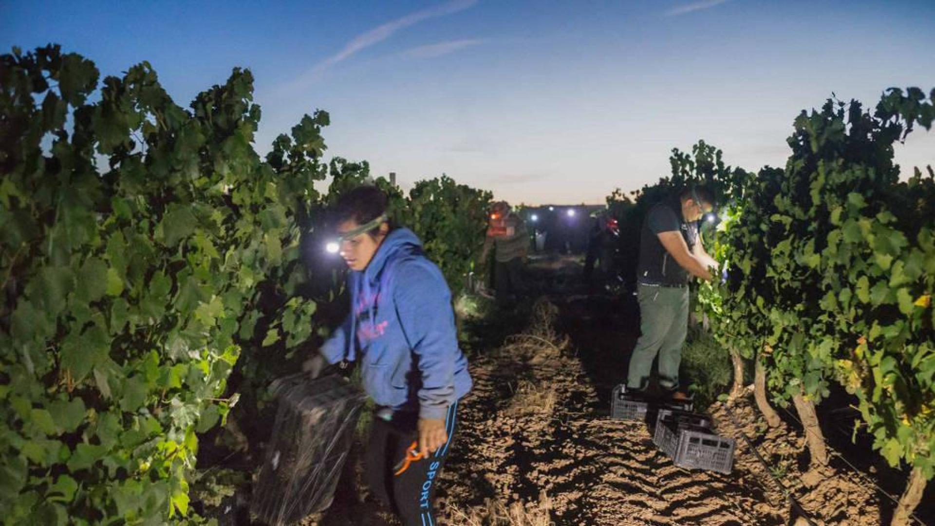 Noches de vendimia a mano en Cadreita