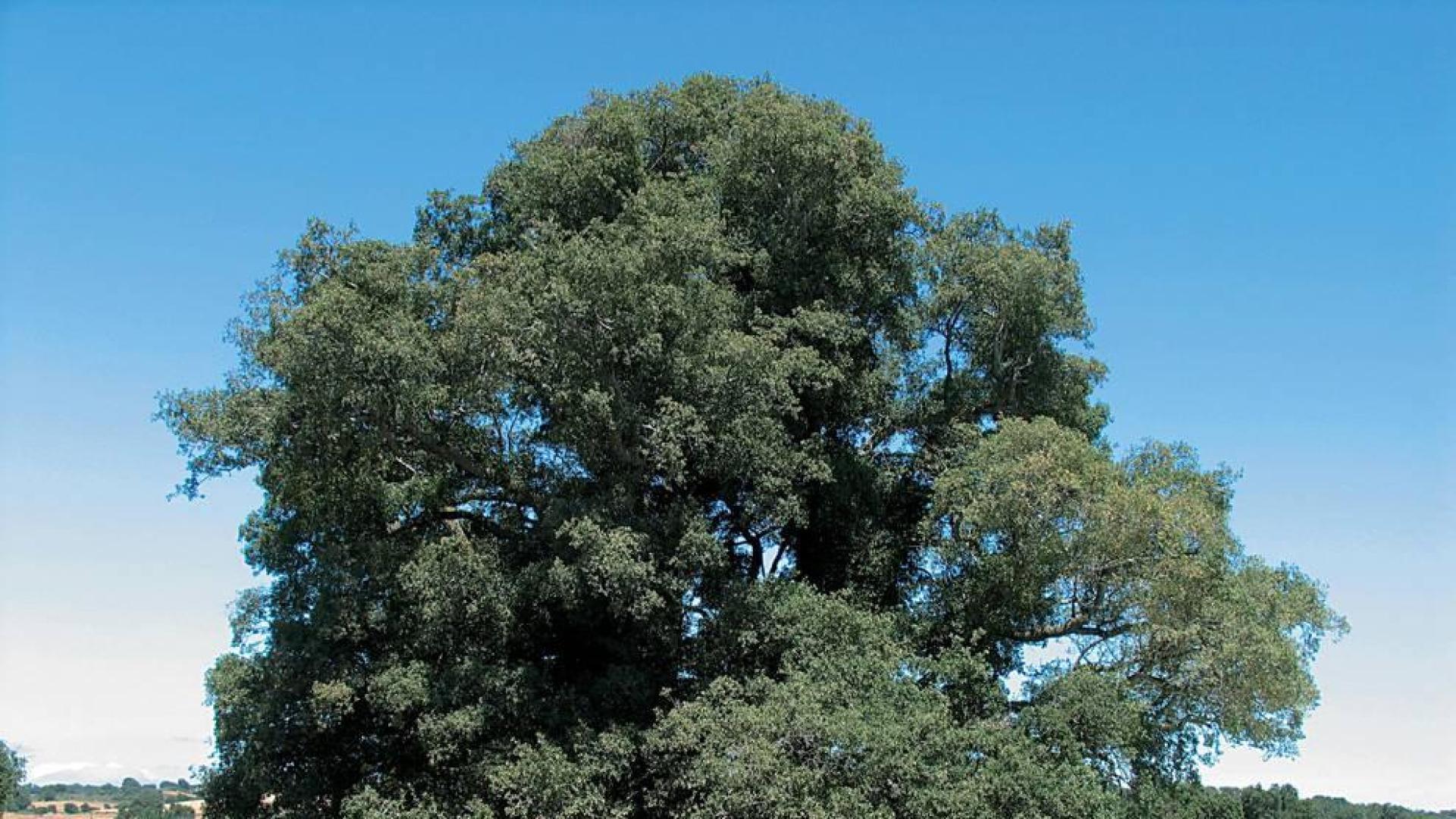 El equilibrio del quejigo de Garínoain