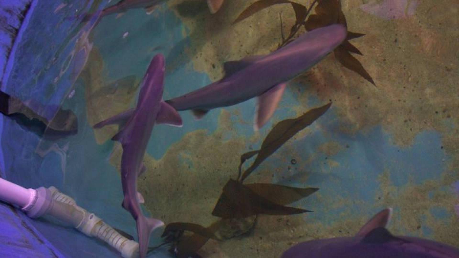Encuentran diez tiburones en el sótano de una casa en Nueva York