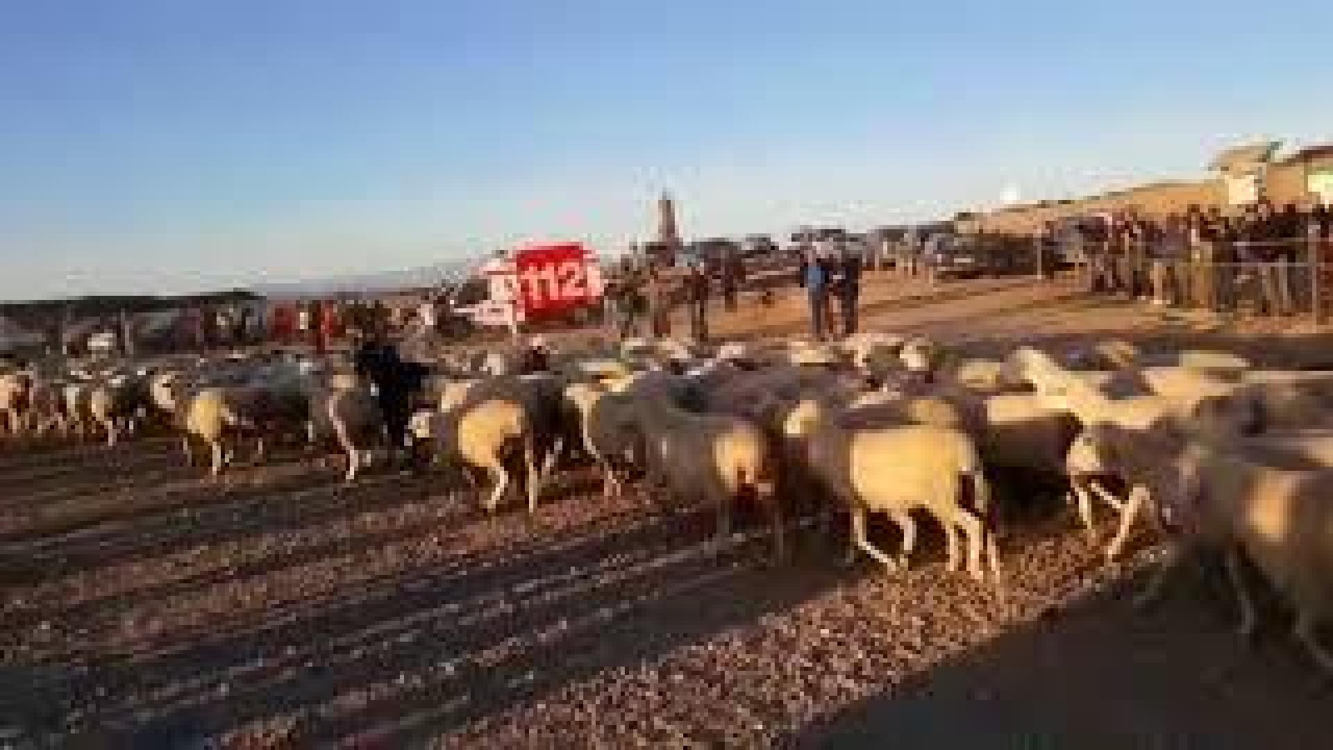 Trashumancia en la Ribera