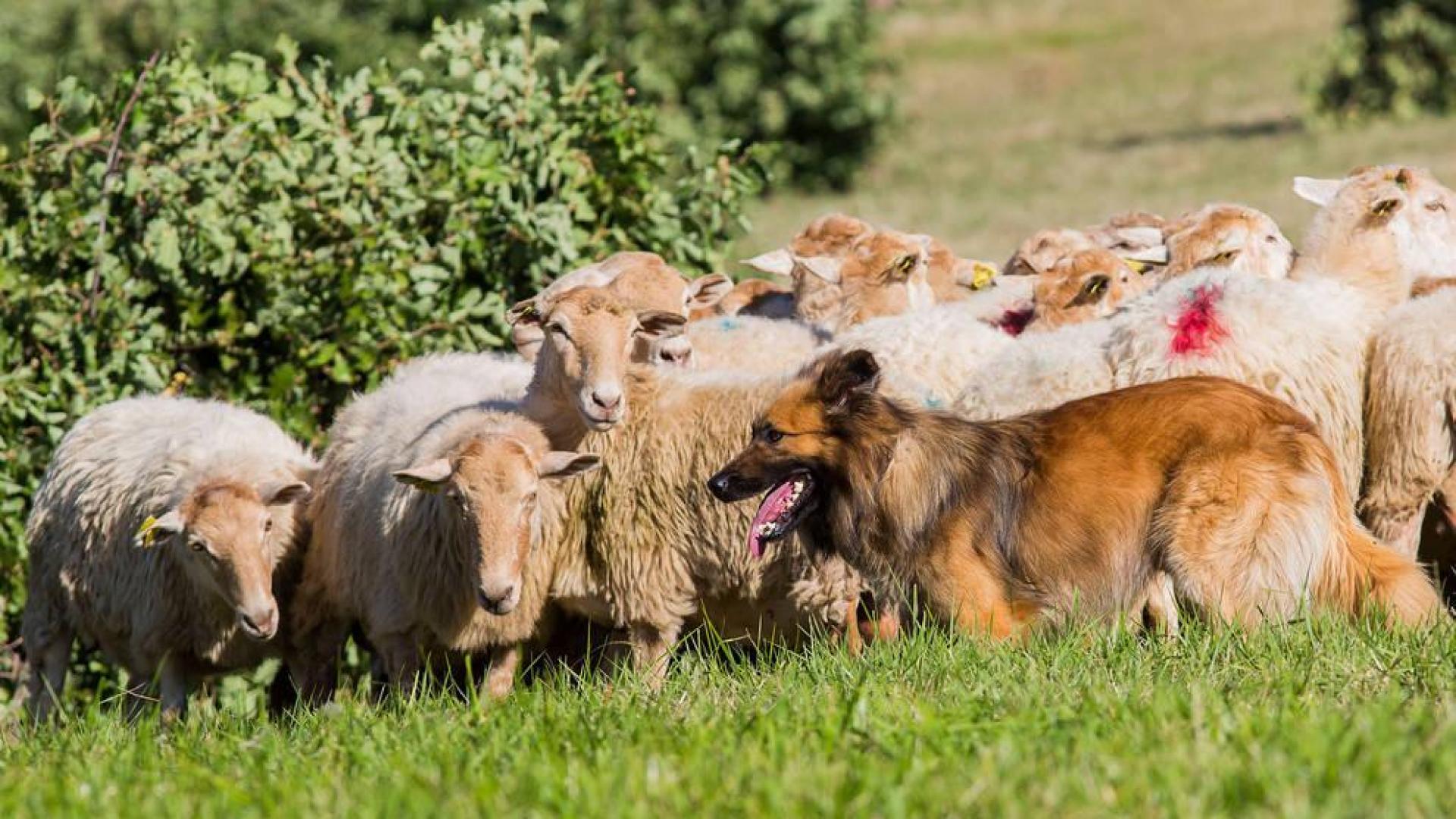 Cómo se entrena a un perro pastor campeón