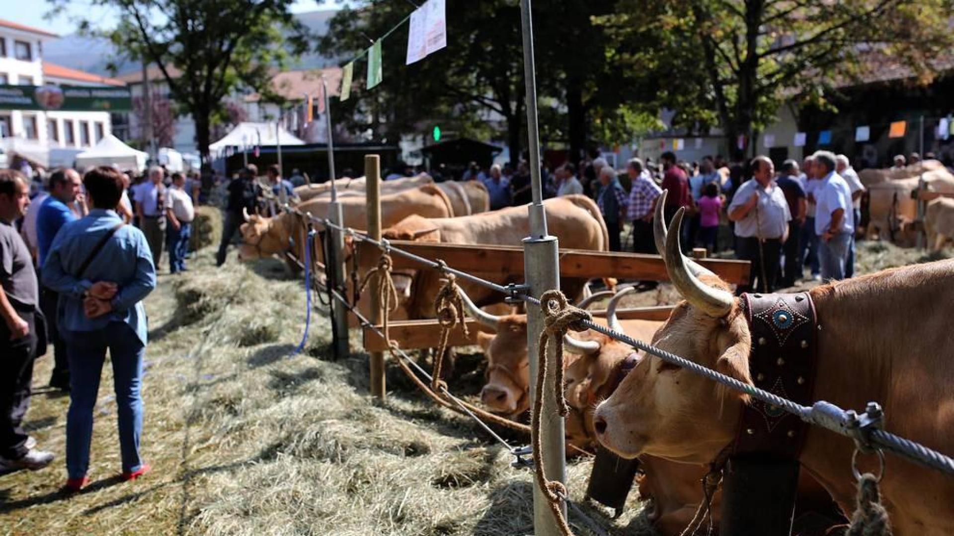 28 ganaderías de Navarra y País Vasco participaron en un concurso-subasta de más de 200 reses