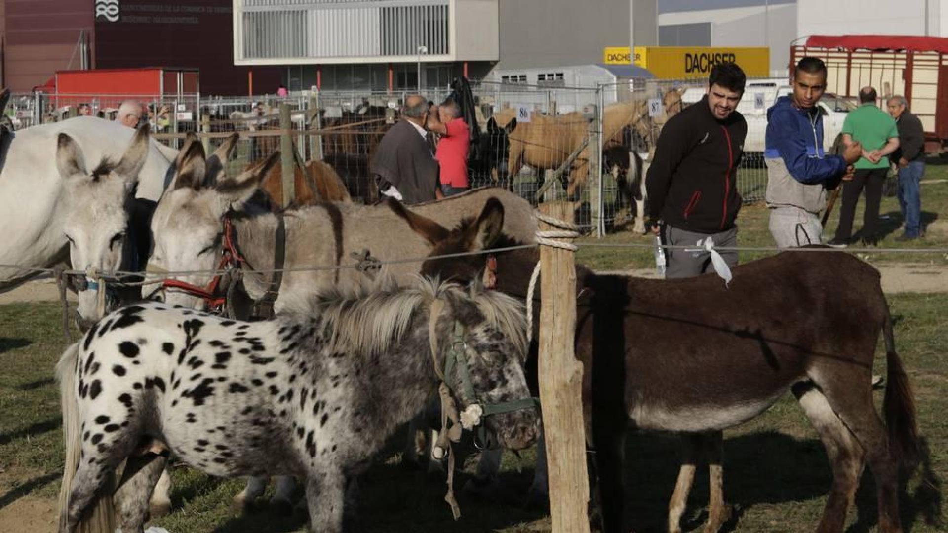 La feria de ganado equino de San Miguel se saldó con 190 transacciones
