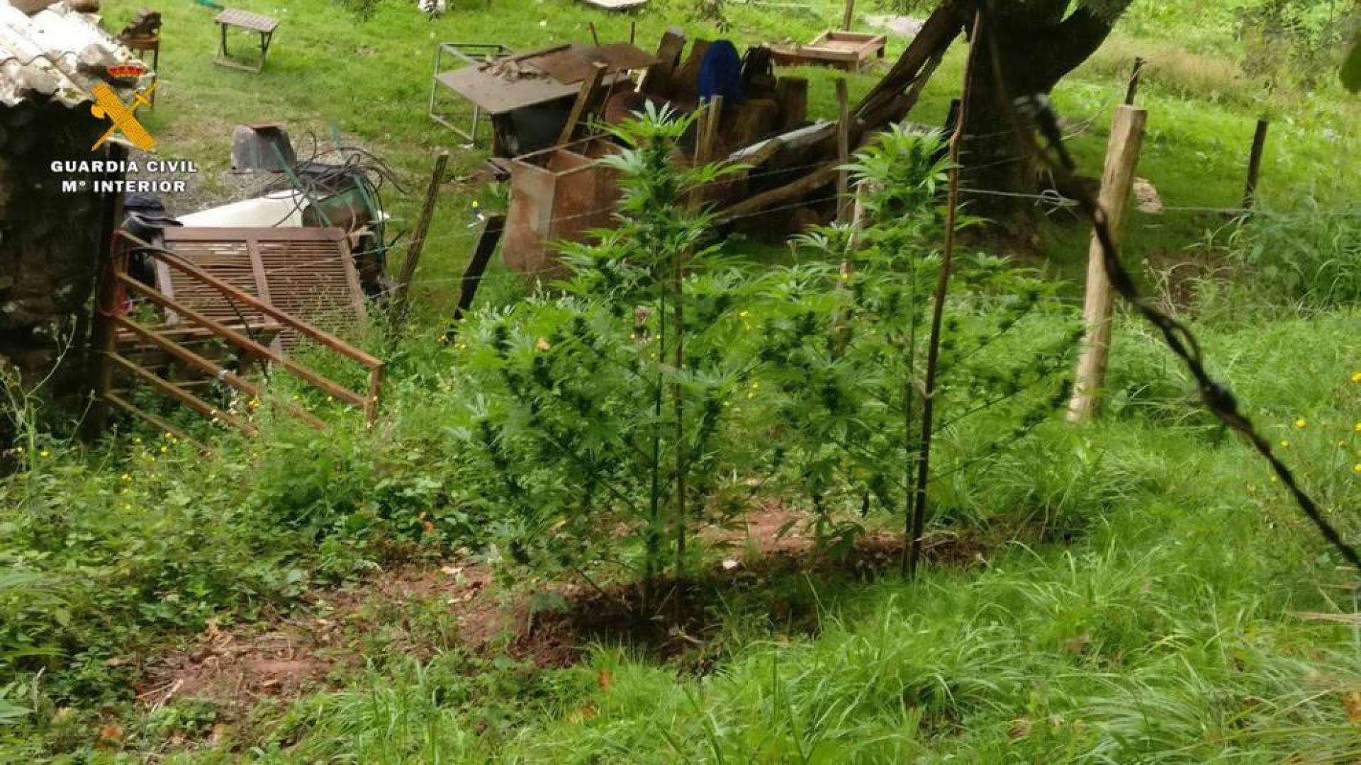 Le denuncian por tener cuatro plantas de marihuana y dice que las cultiva  "por bonitas”
