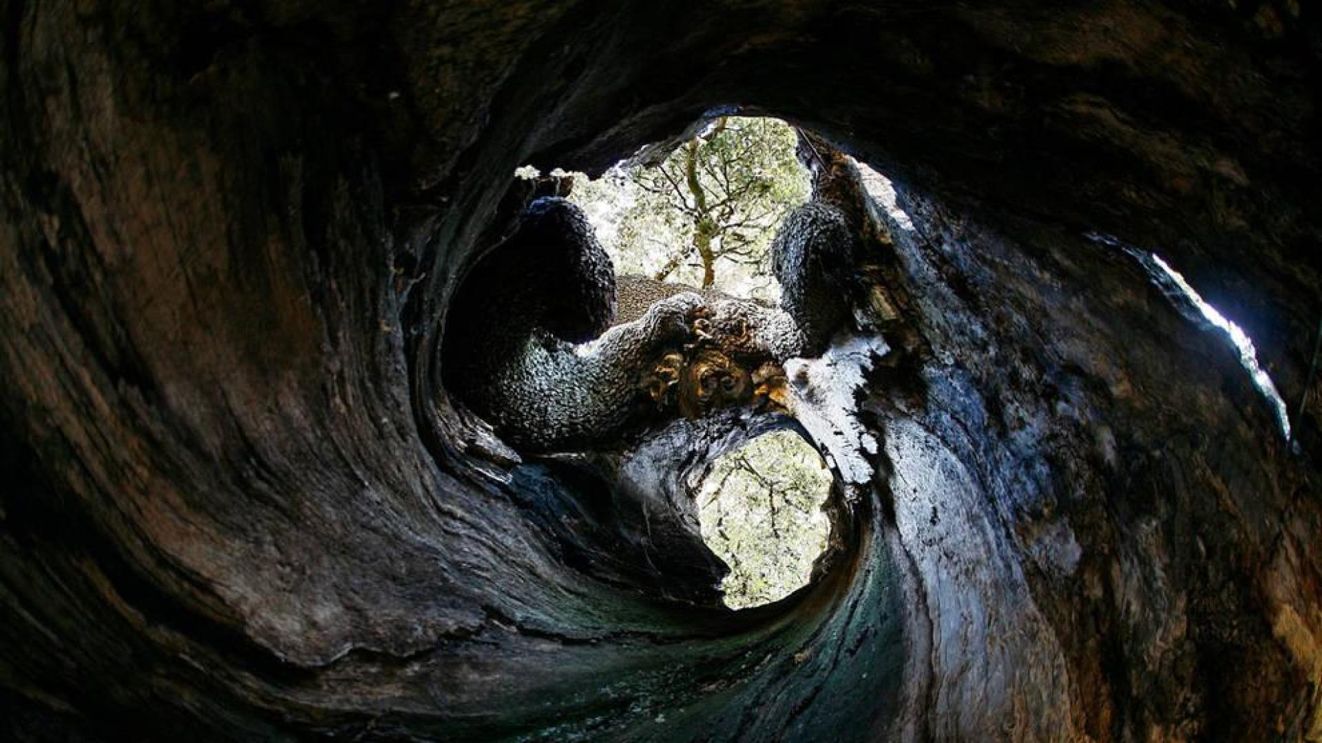 El encino de Mendaza aspira a ser Árbol del Año