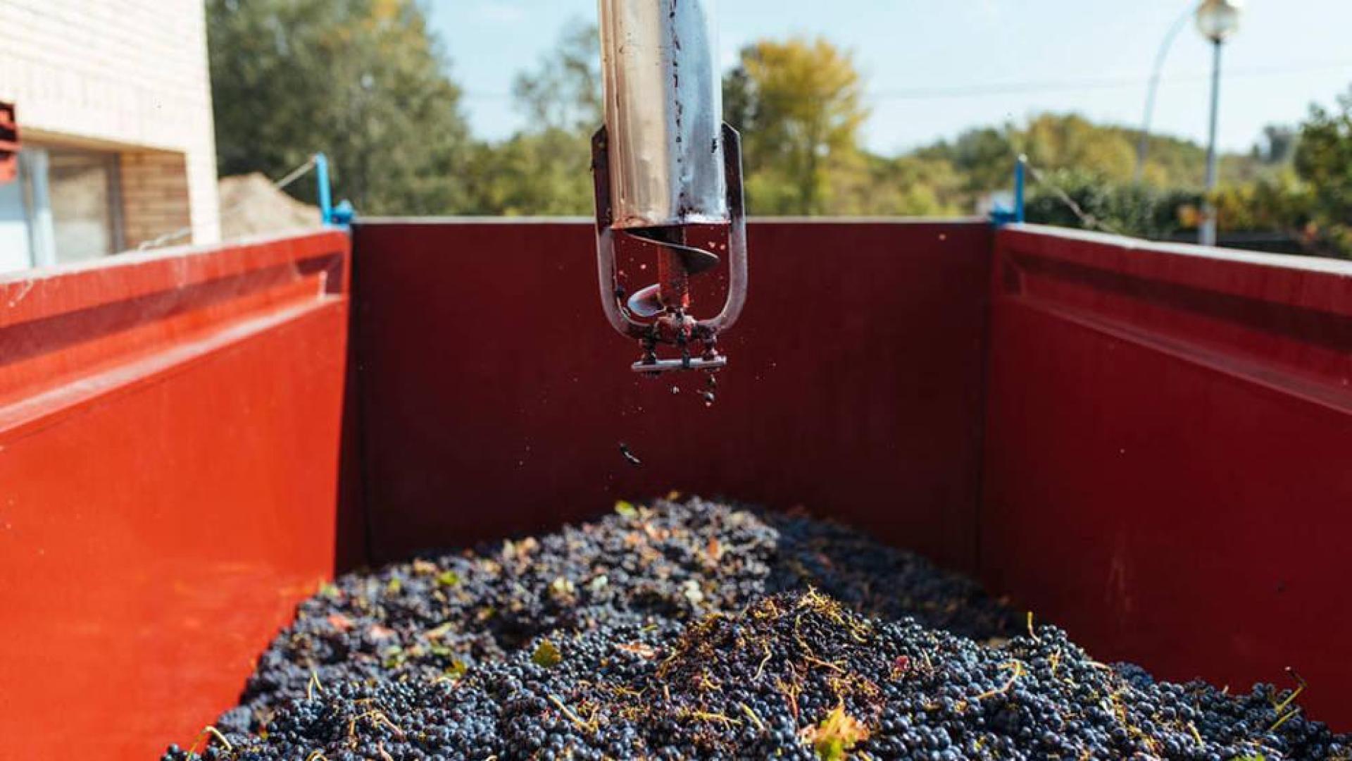 La DO Rioja finaliza su cosecha más temprana con 349 millones de kilos
