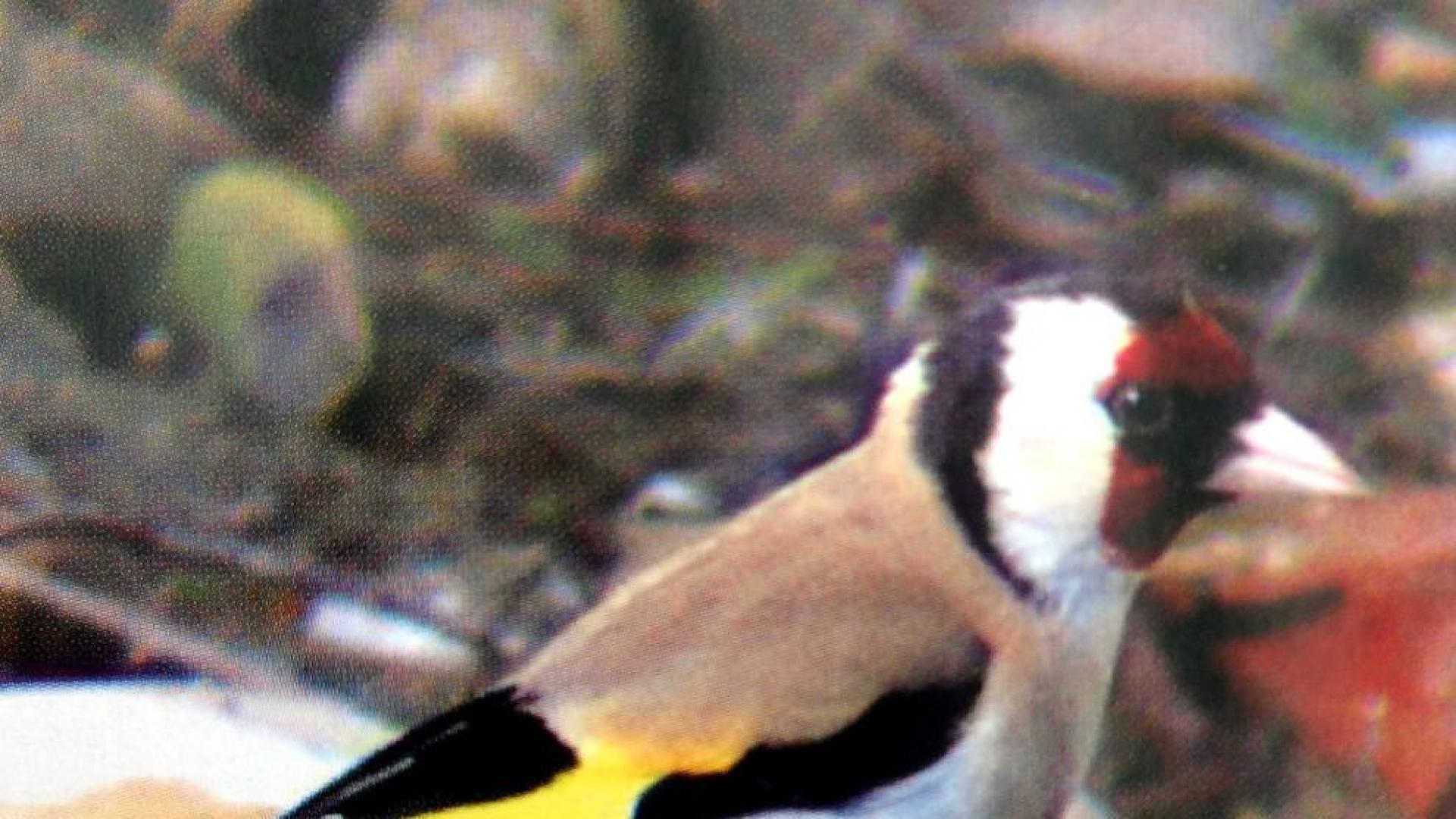 La biodiversidad de aves reproductoras de Pamplona crece de manera leve