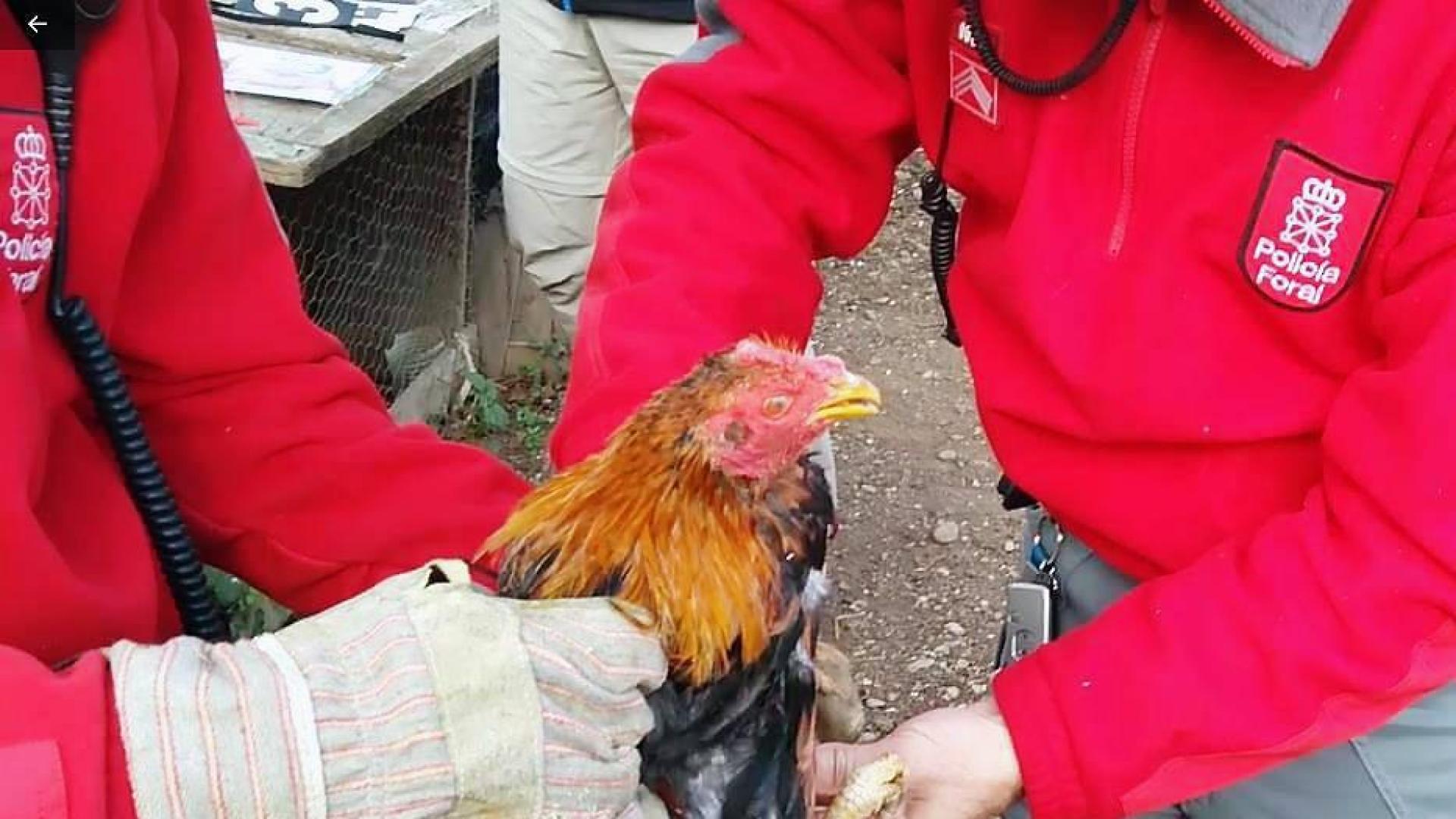 La Policía Foral imputa a dos jóvenes por maltrato de animales en Tudela