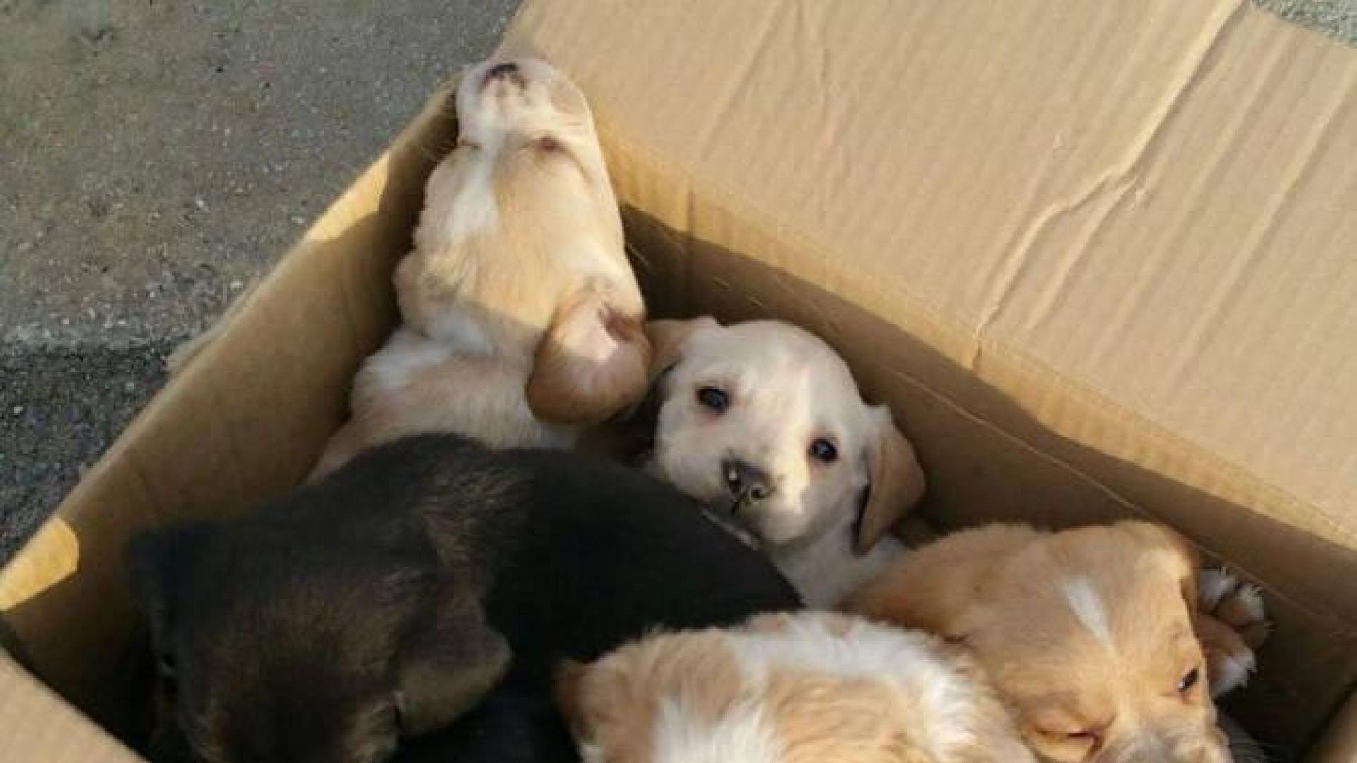 Aparecen siete cachorros de perro abandonados en una caja de cartón en Pamplona
