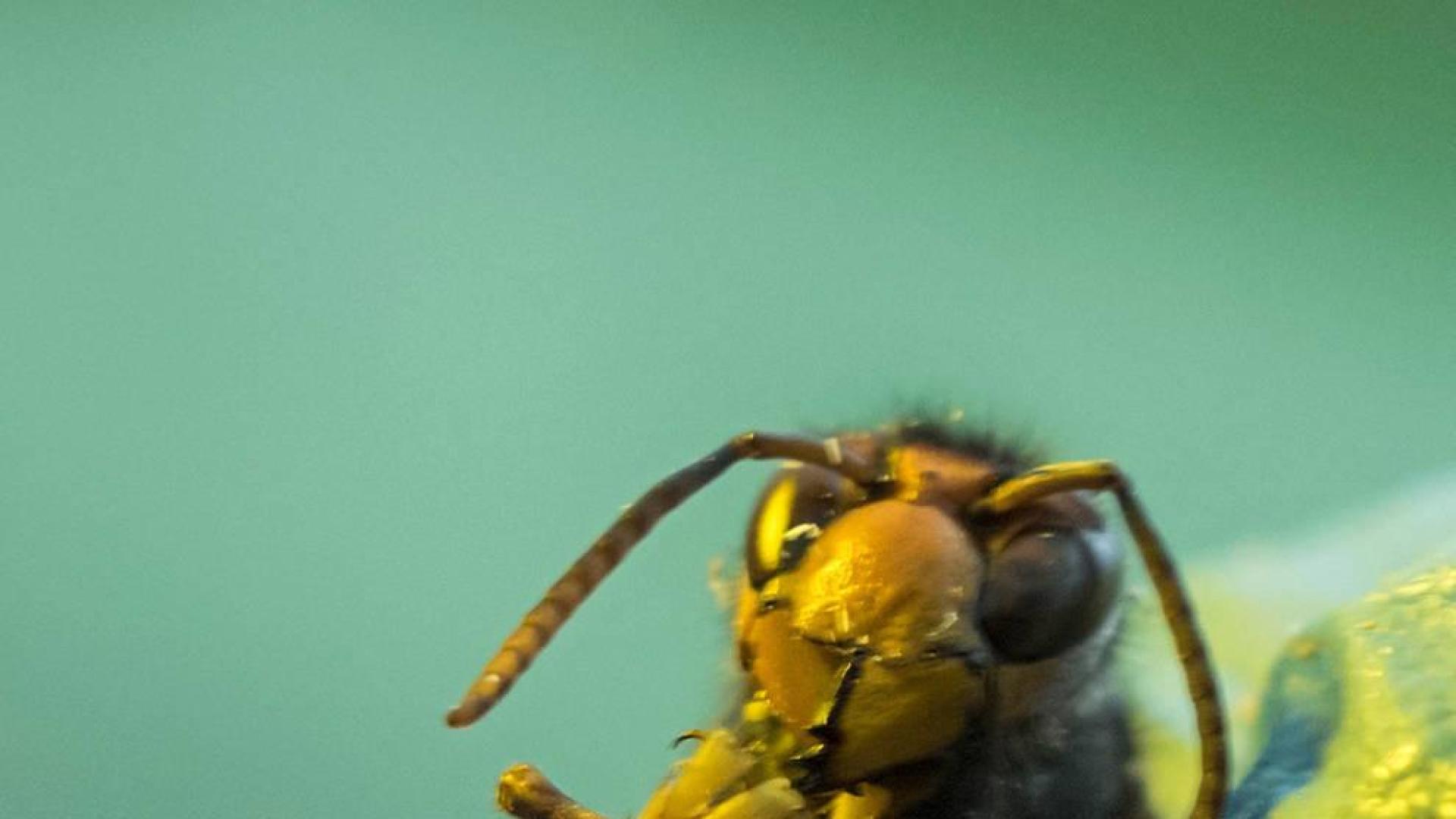 Medio Ambiente detecta en Navarra 40 especies exóticas invasoras