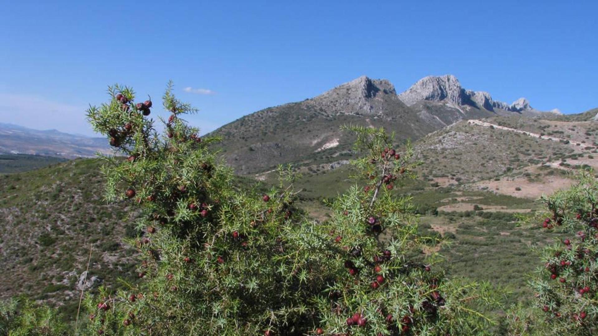 Descubren en Granada una de las necrópolis megalíticas más longevas de Europa